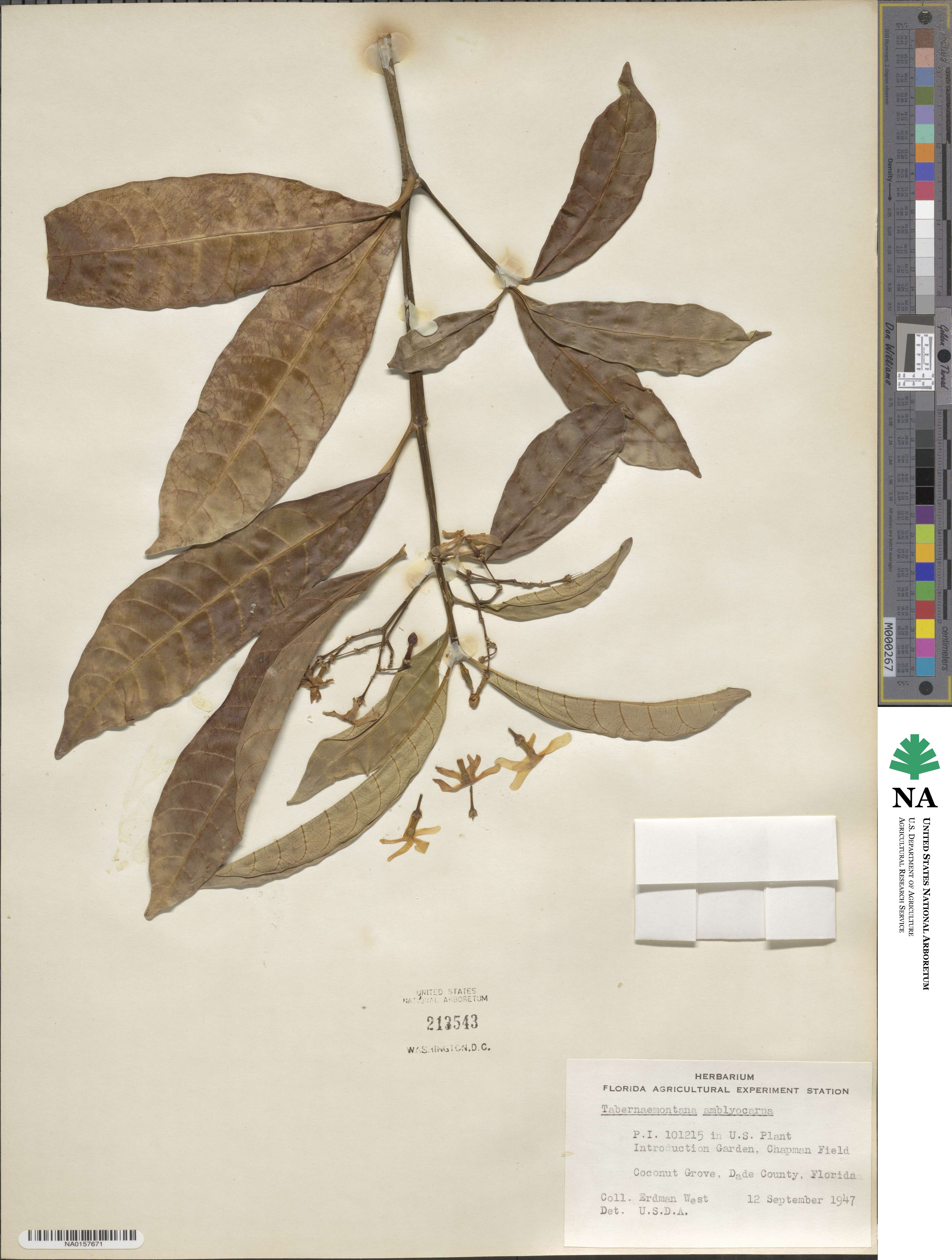 Tabernaemontana alba image