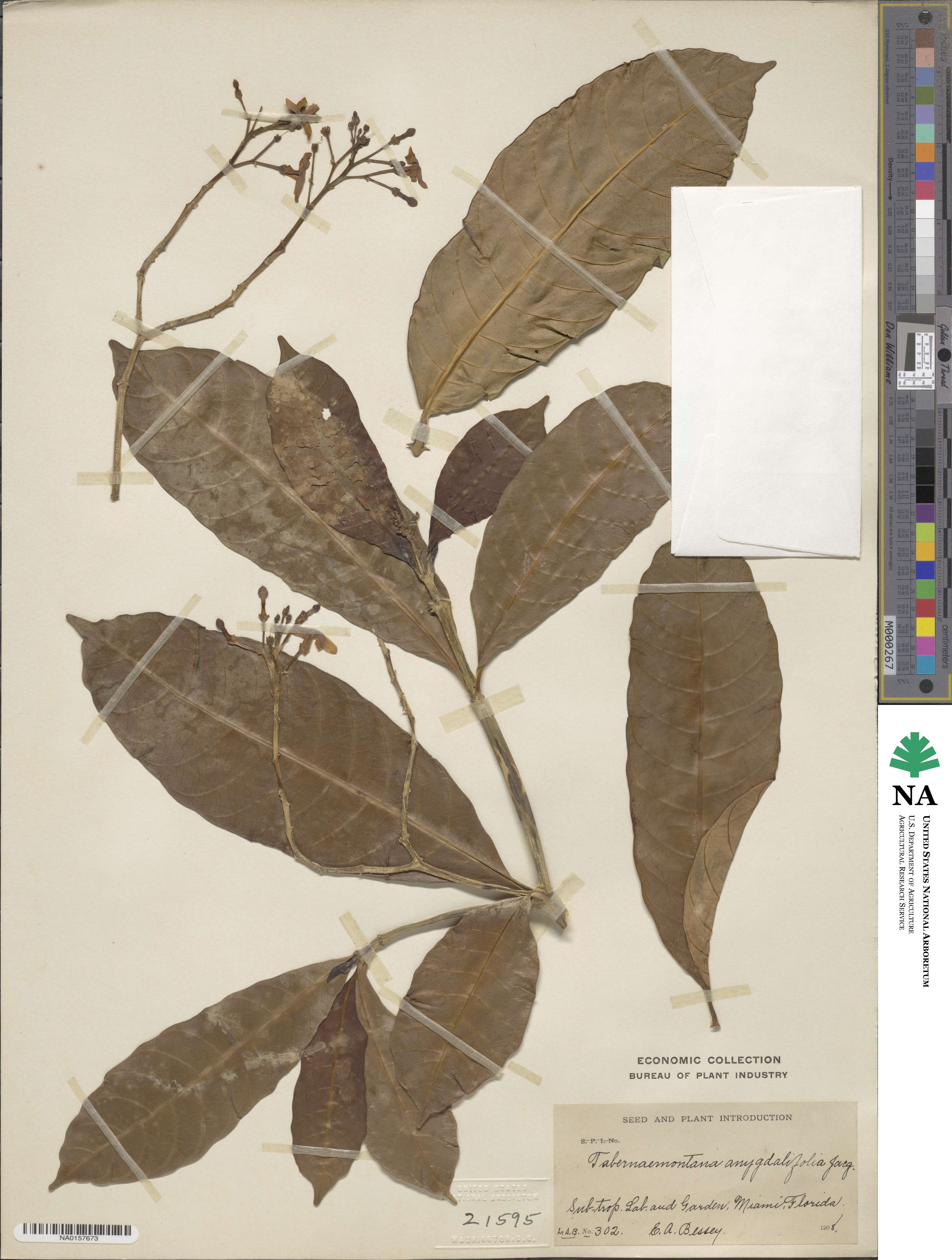 Tabernaemontana amygdalifolia image