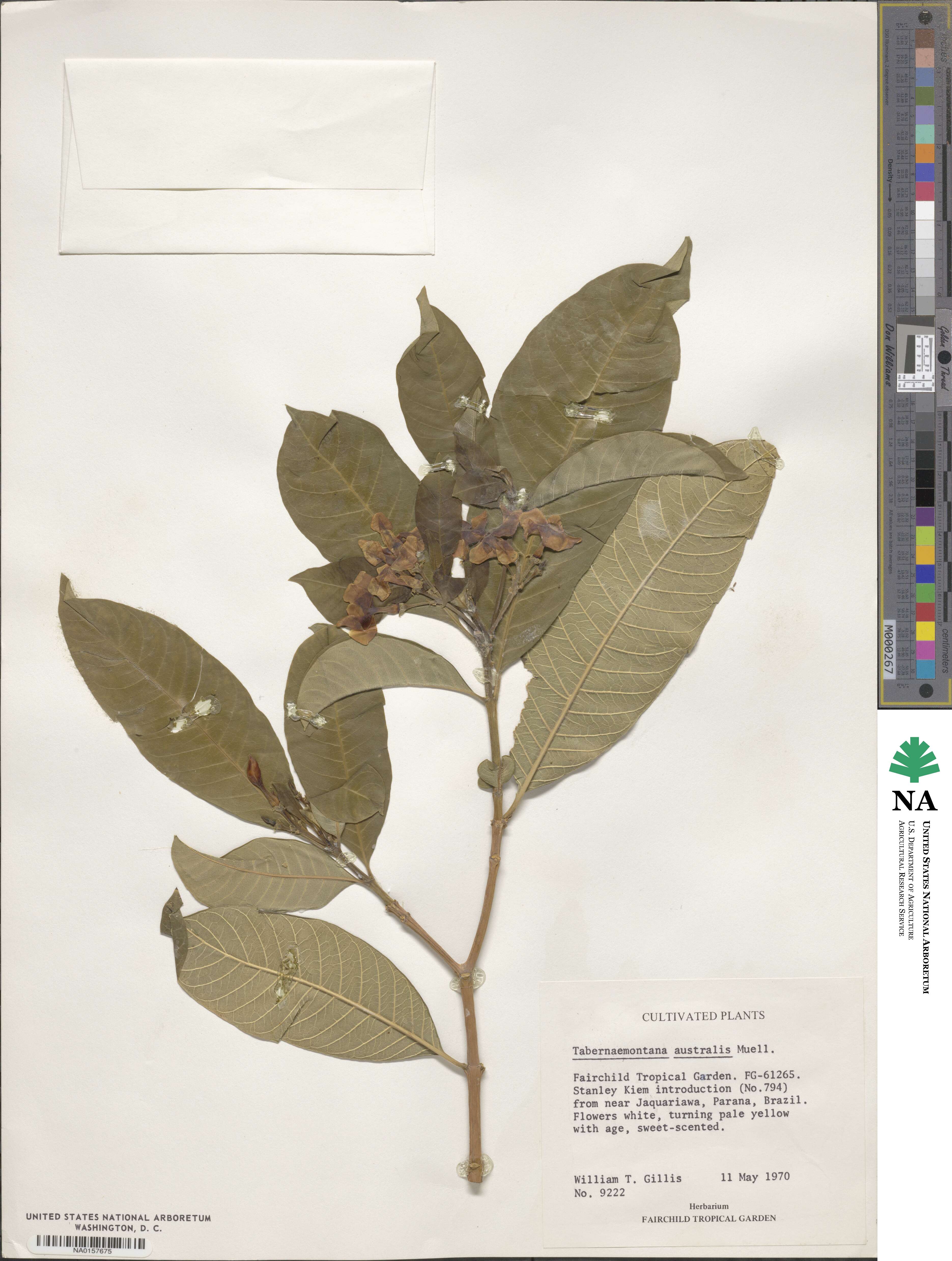 Tabernaemontana catharinensis image