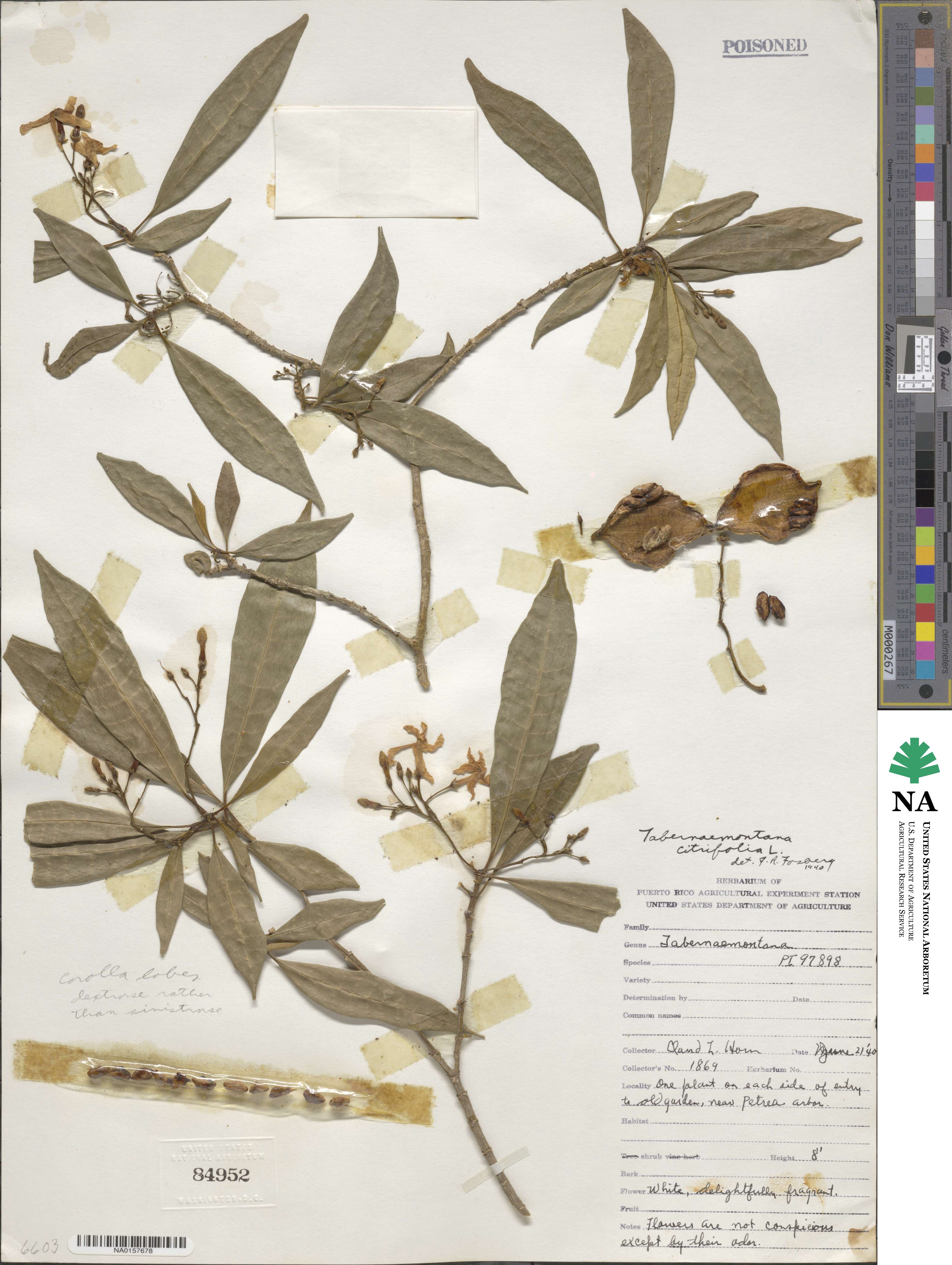 Tabernaemontana citrifolia image