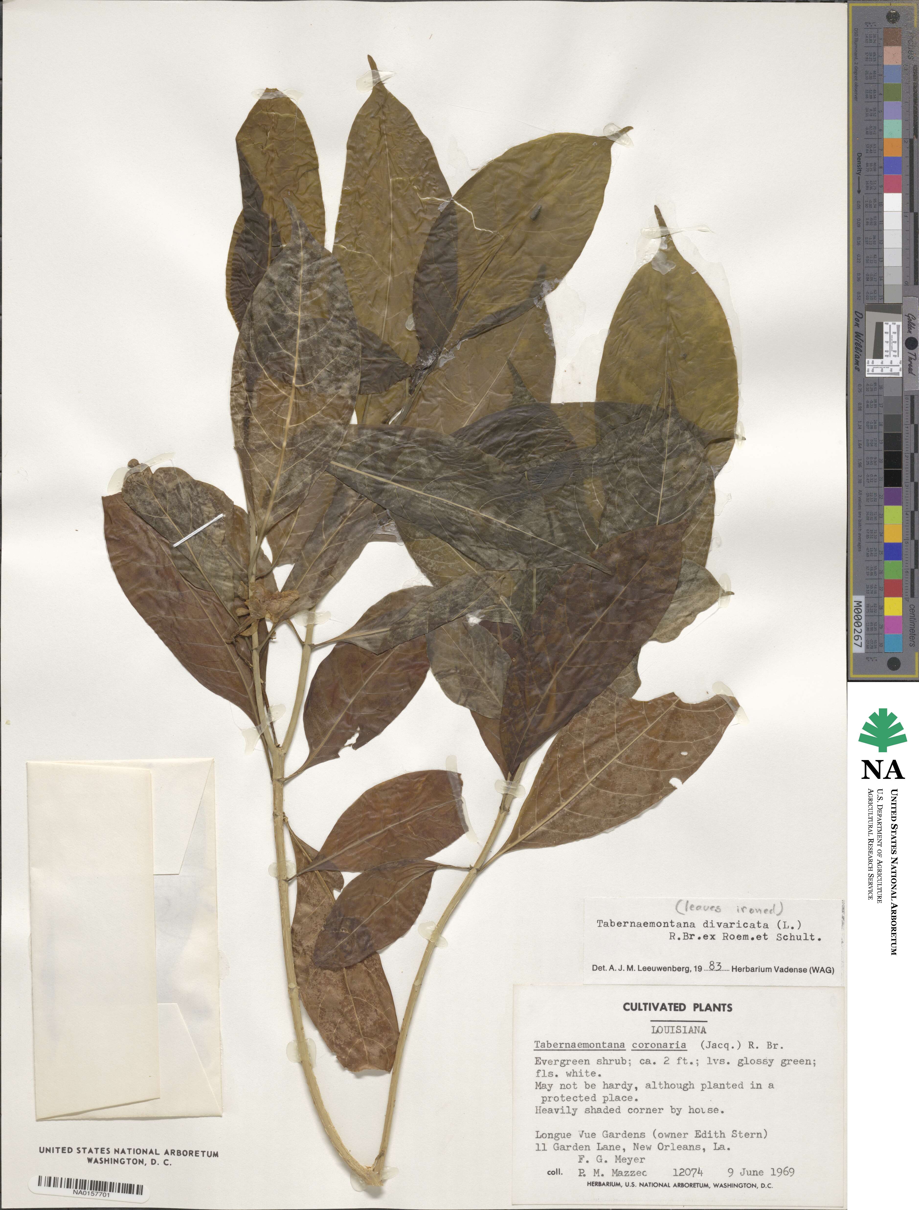 Tabernaemontana divaricata image