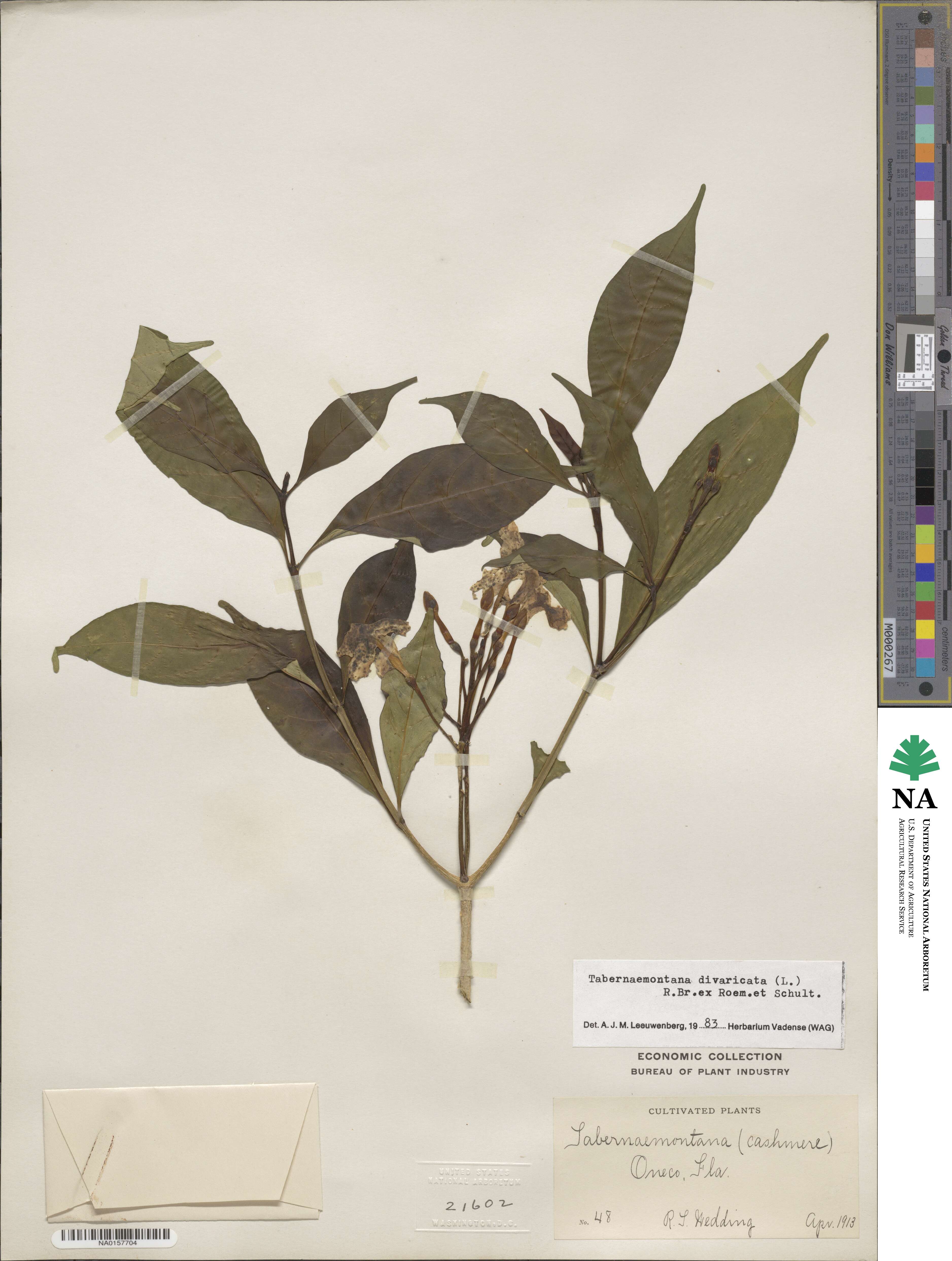 Tabernaemontana divaricata image