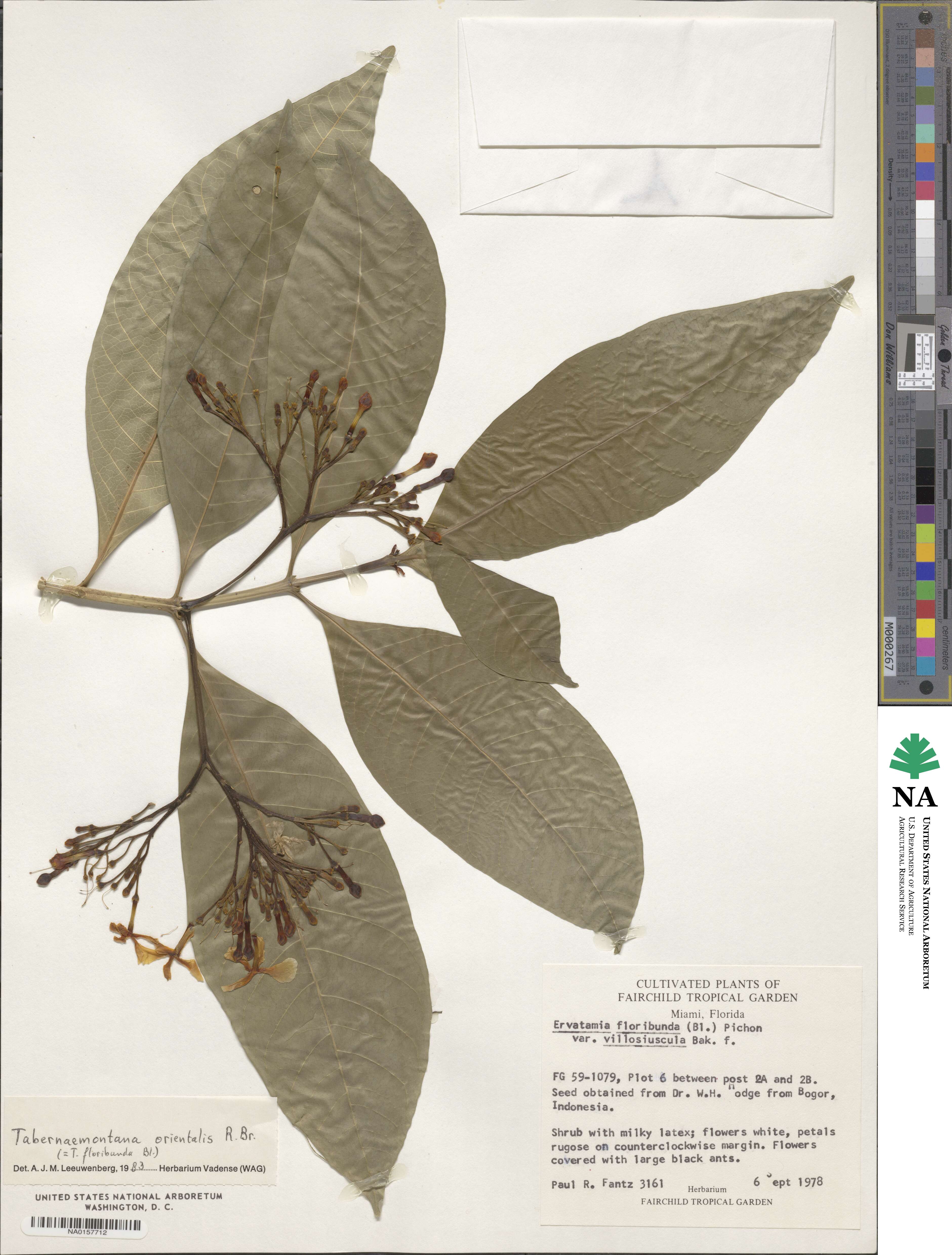 Tabernaemontana orientalis image