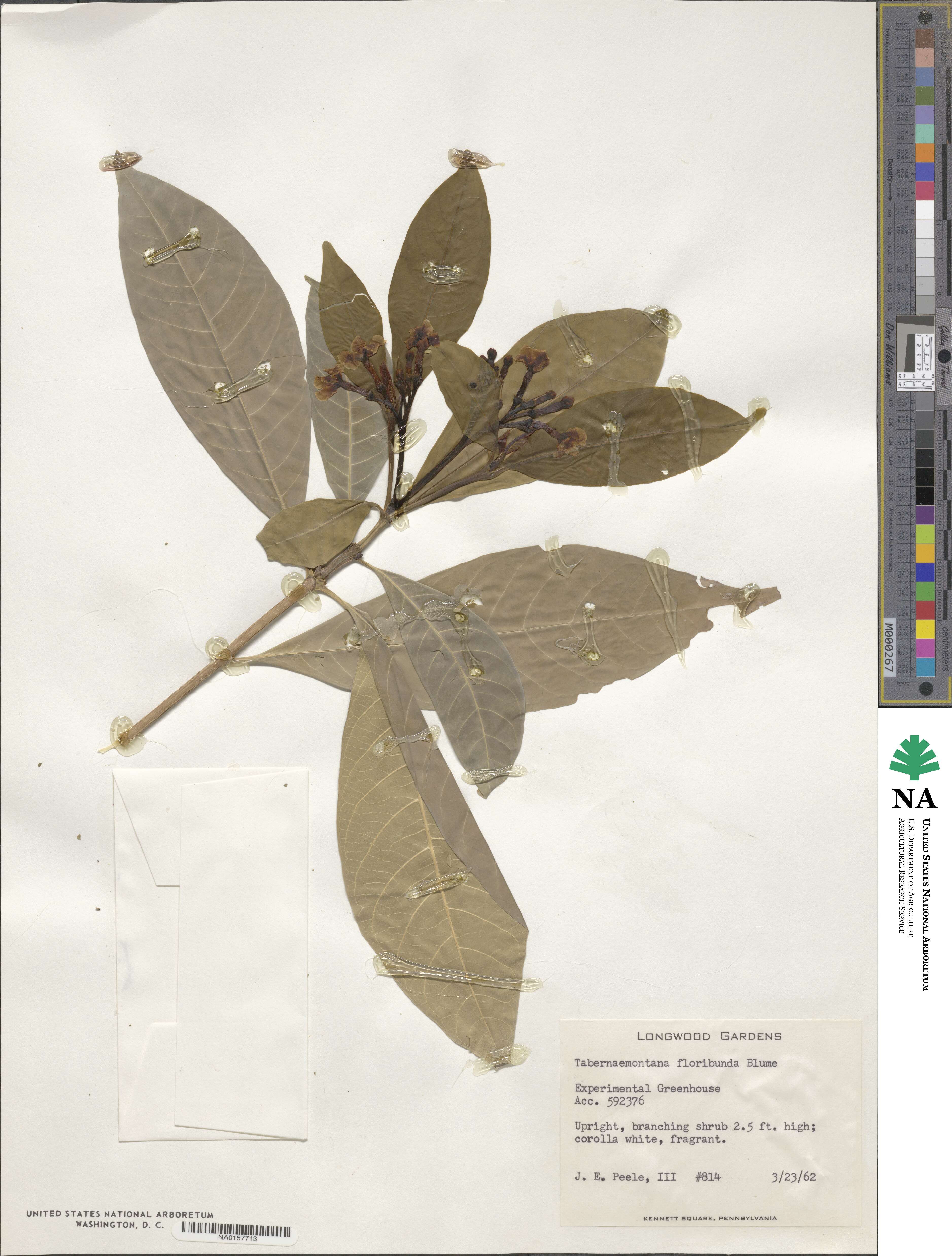 Tabernaemontana orientalis image