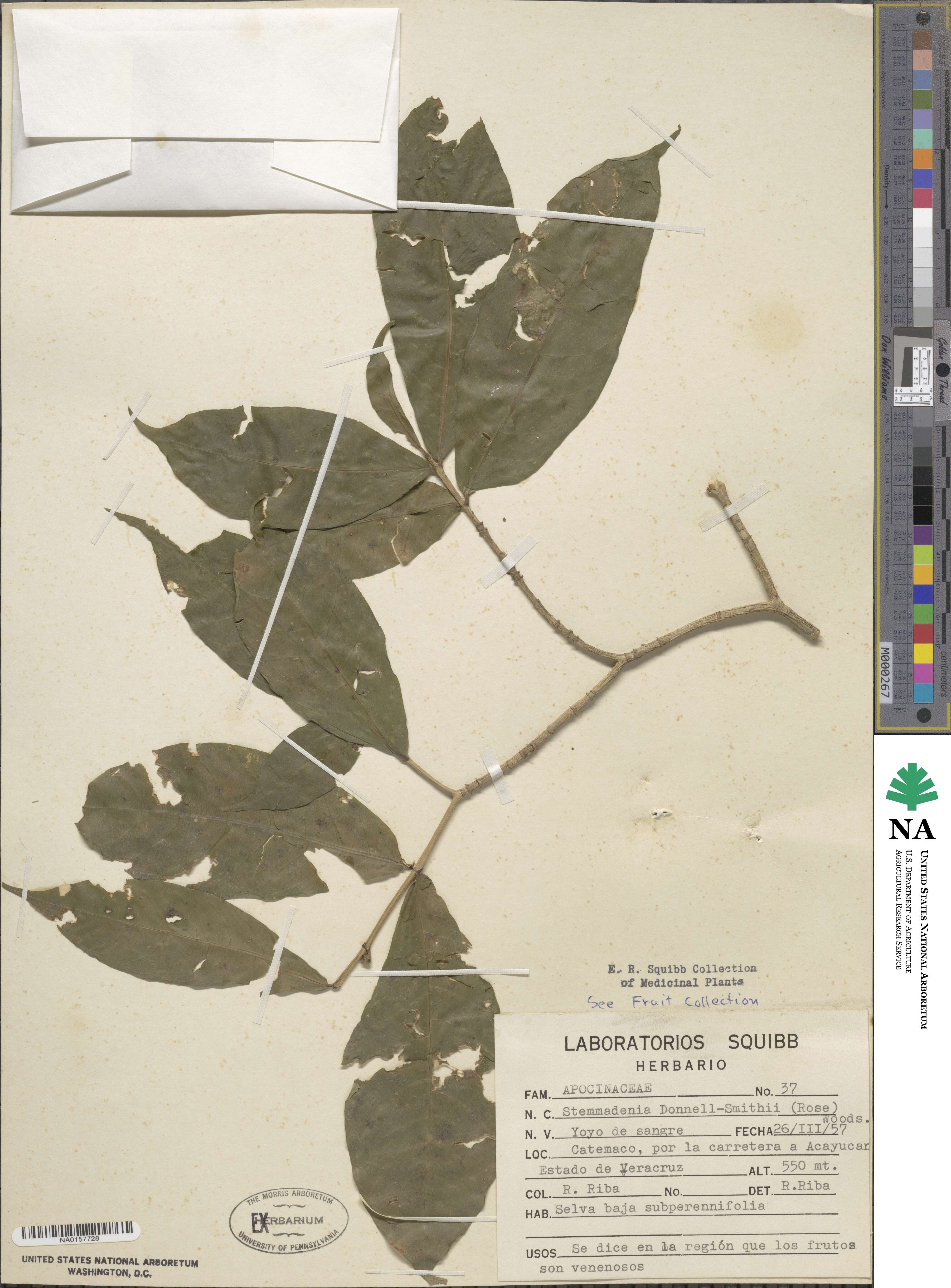 Tabernaemontana donnell-smithii image