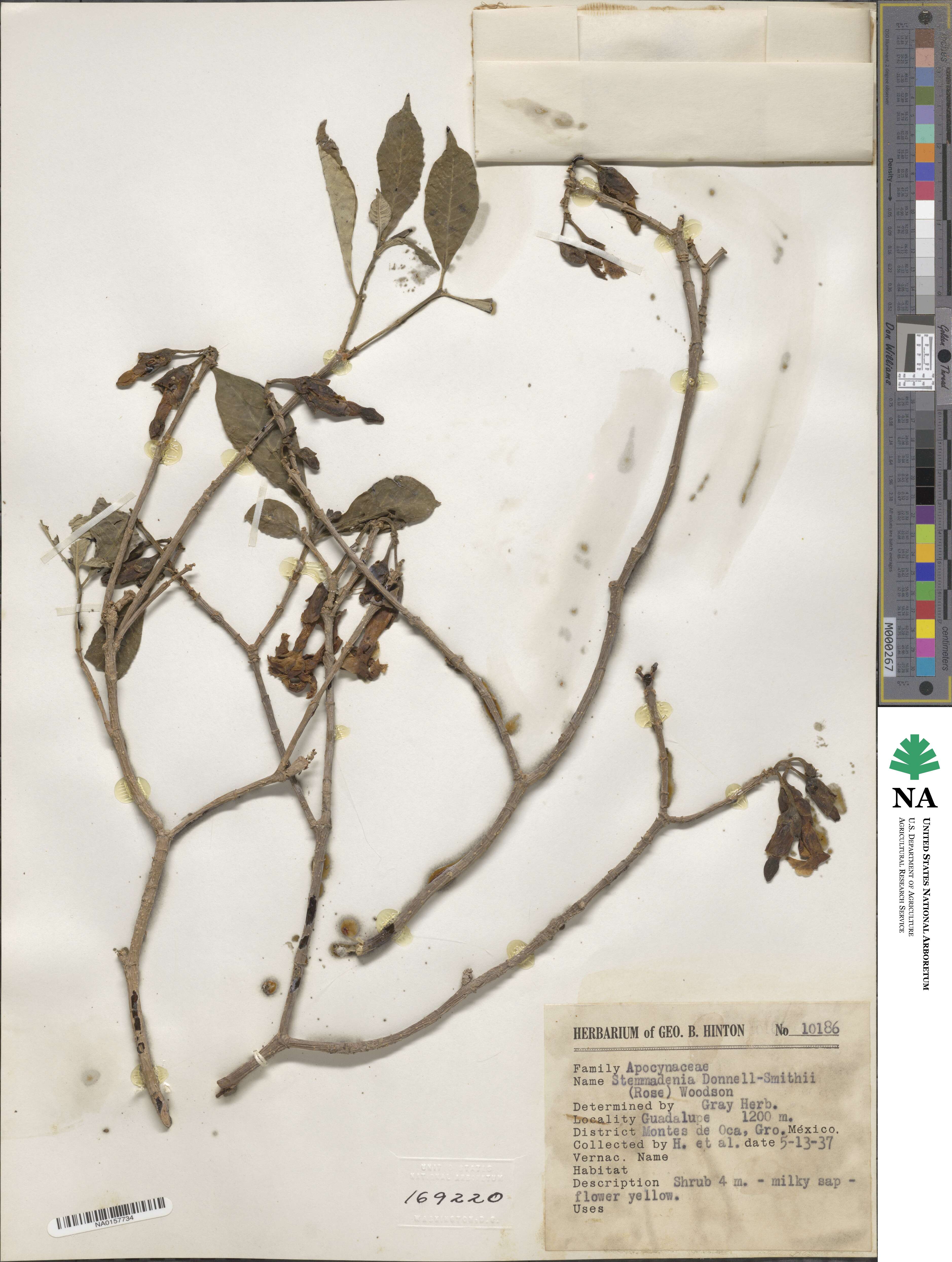 Tabernaemontana donnell-smithii image