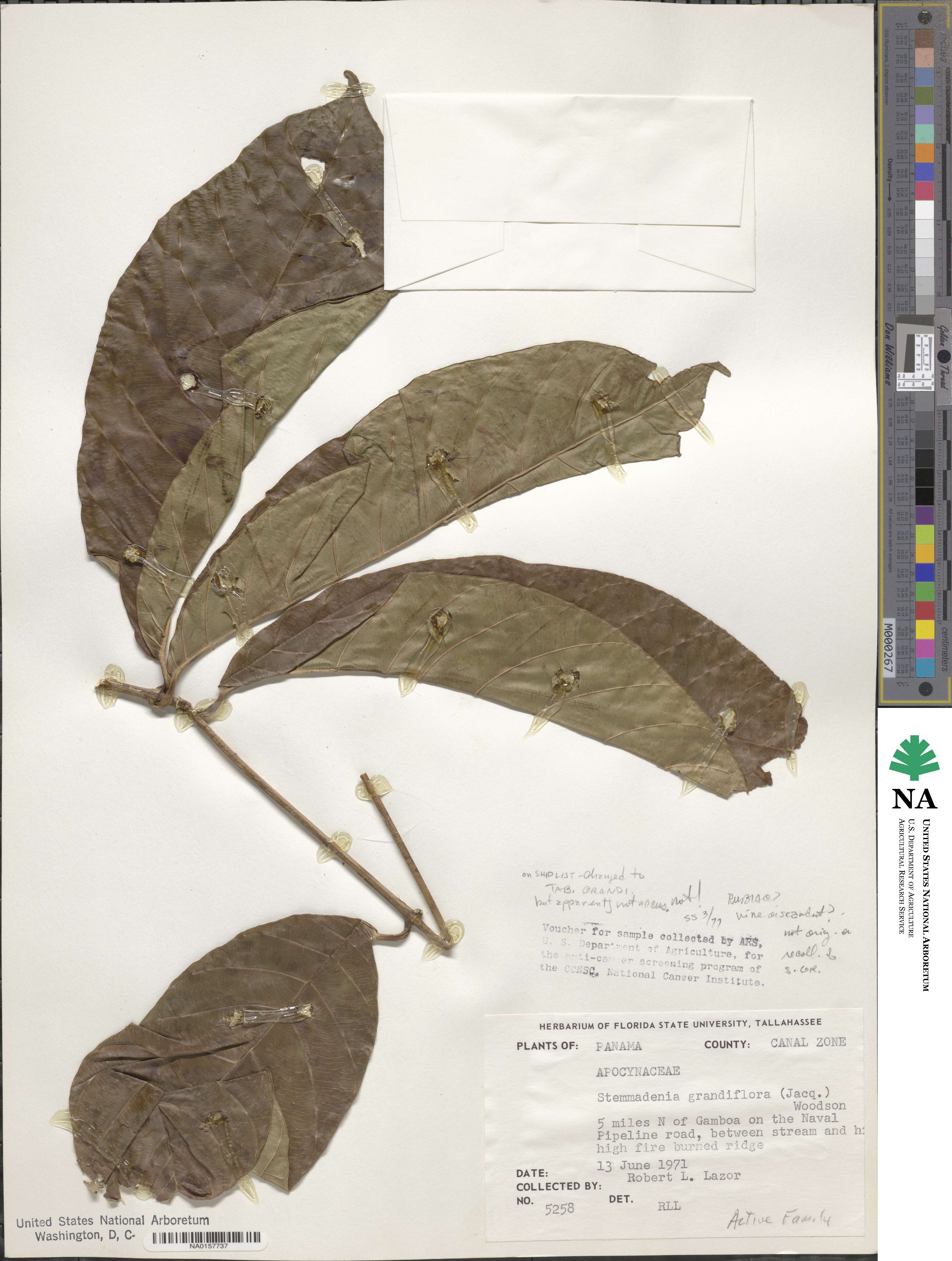 Tabernaemontana grandiflora image