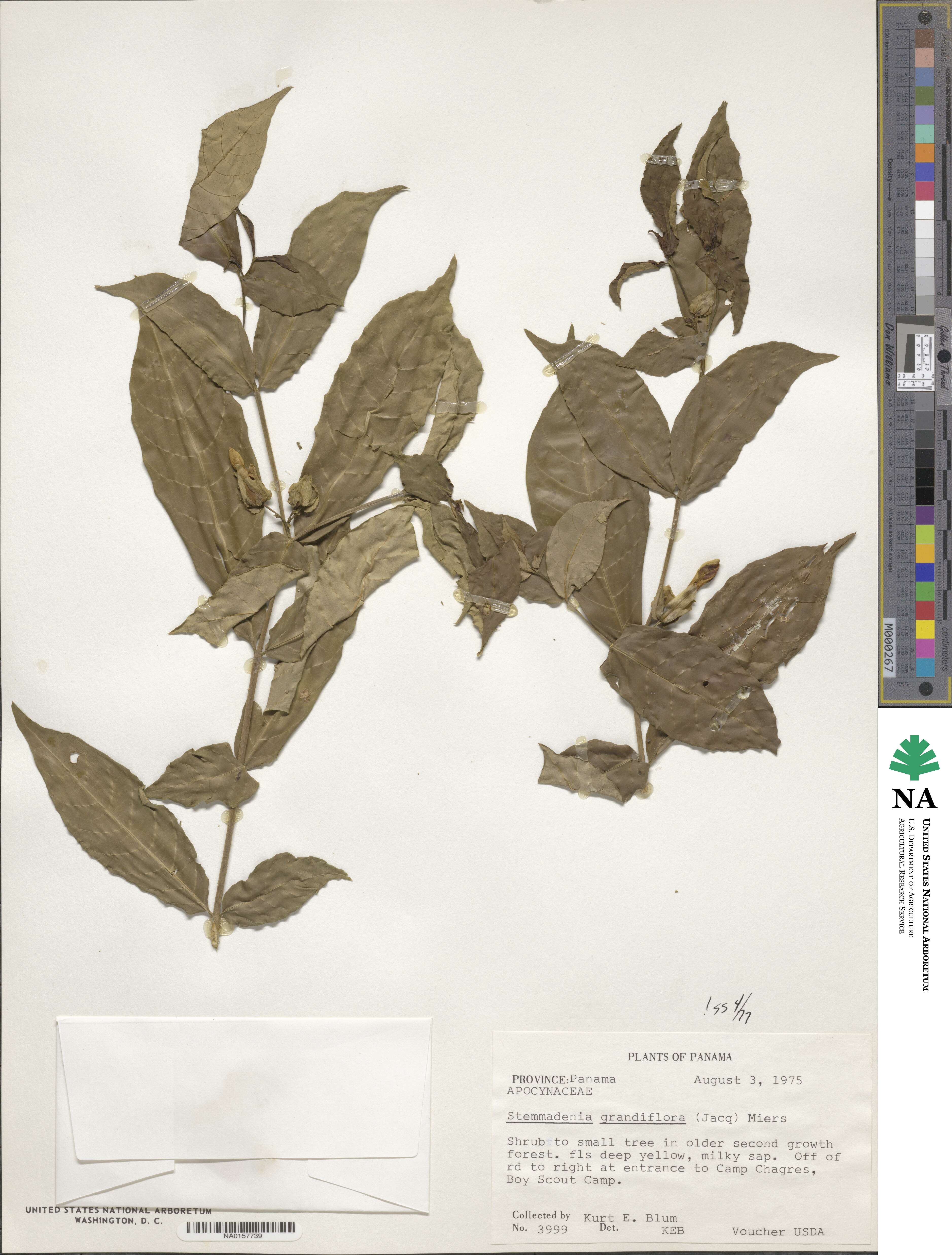 Tabernaemontana grandiflora image