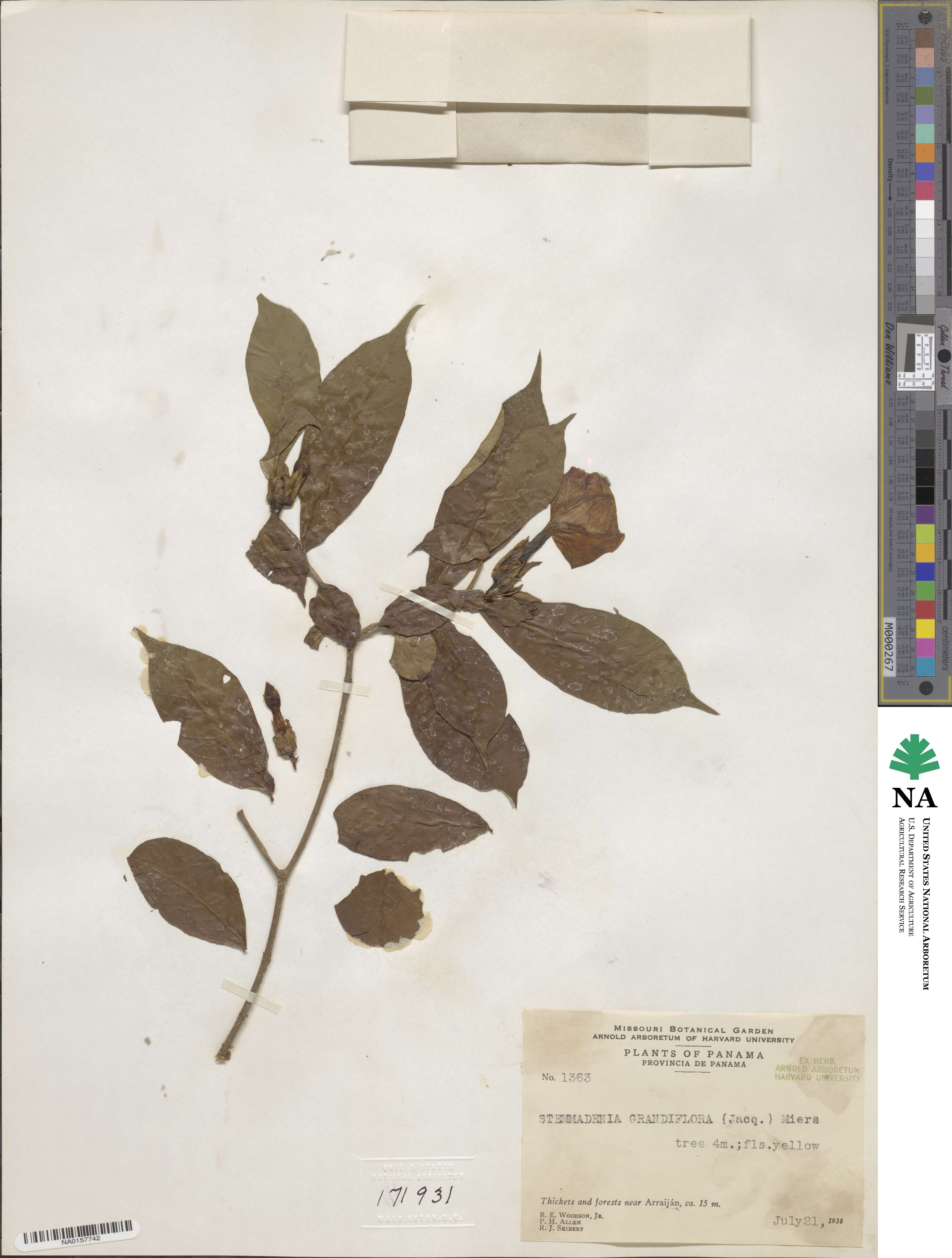 Tabernaemontana grandiflora image