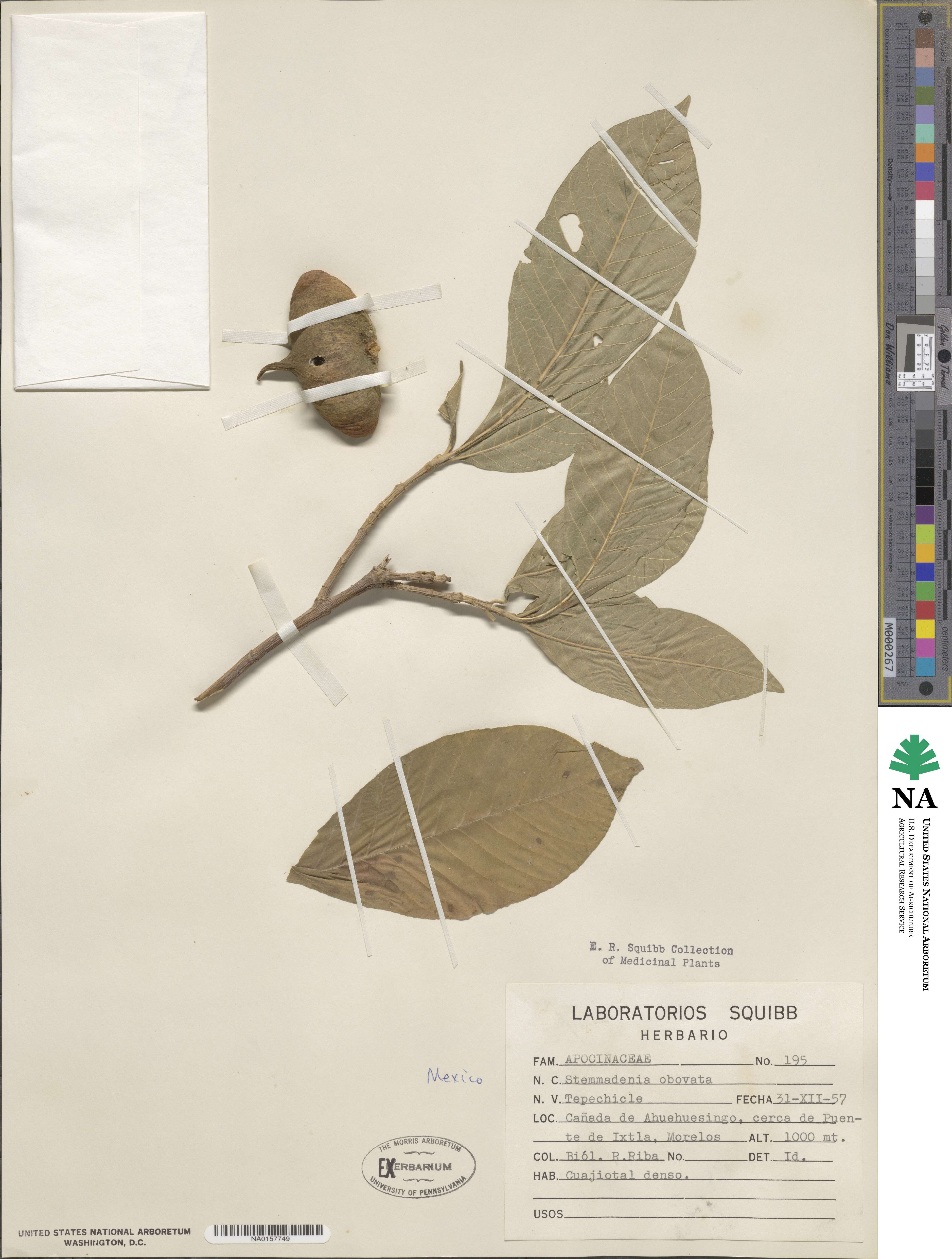 Tabernaemontana glabra image