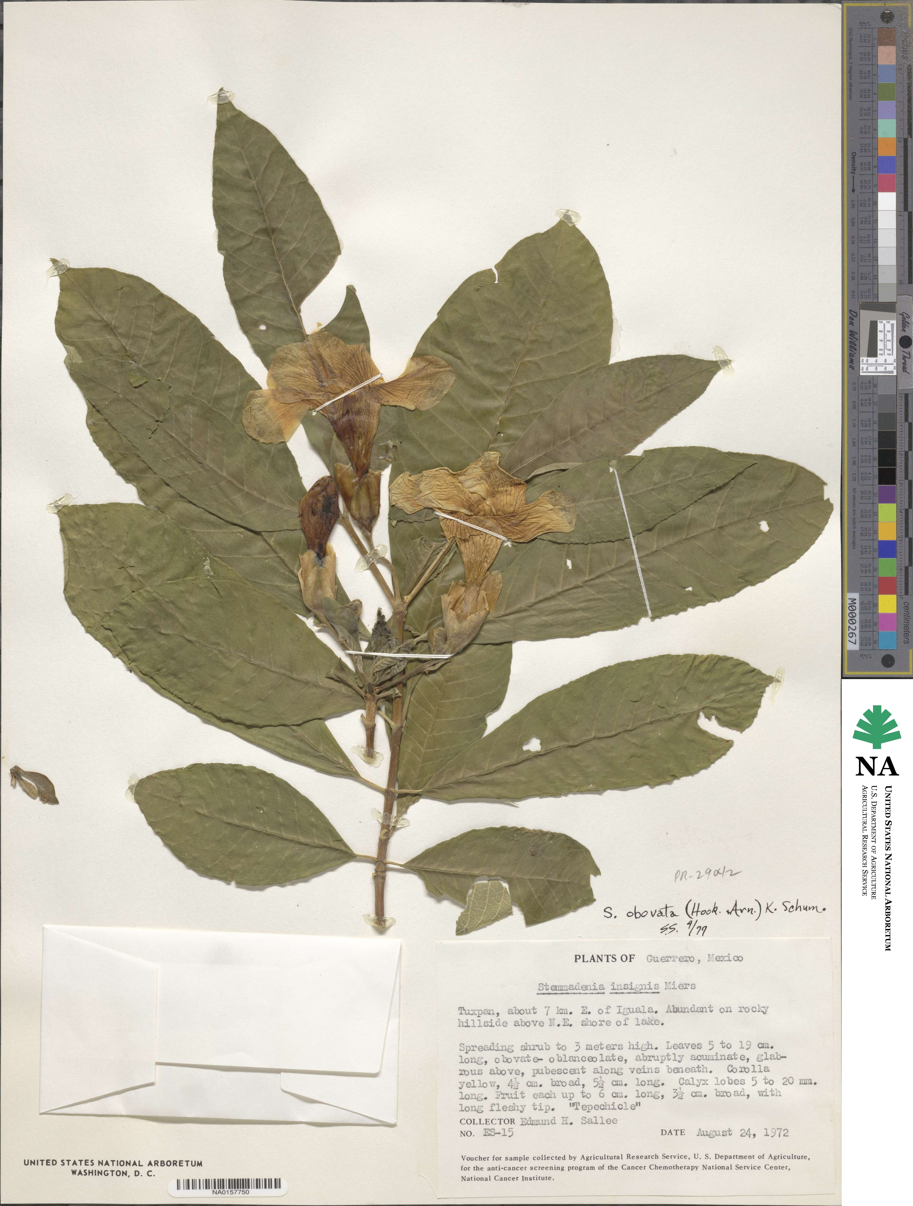 Tabernaemontana glabra image