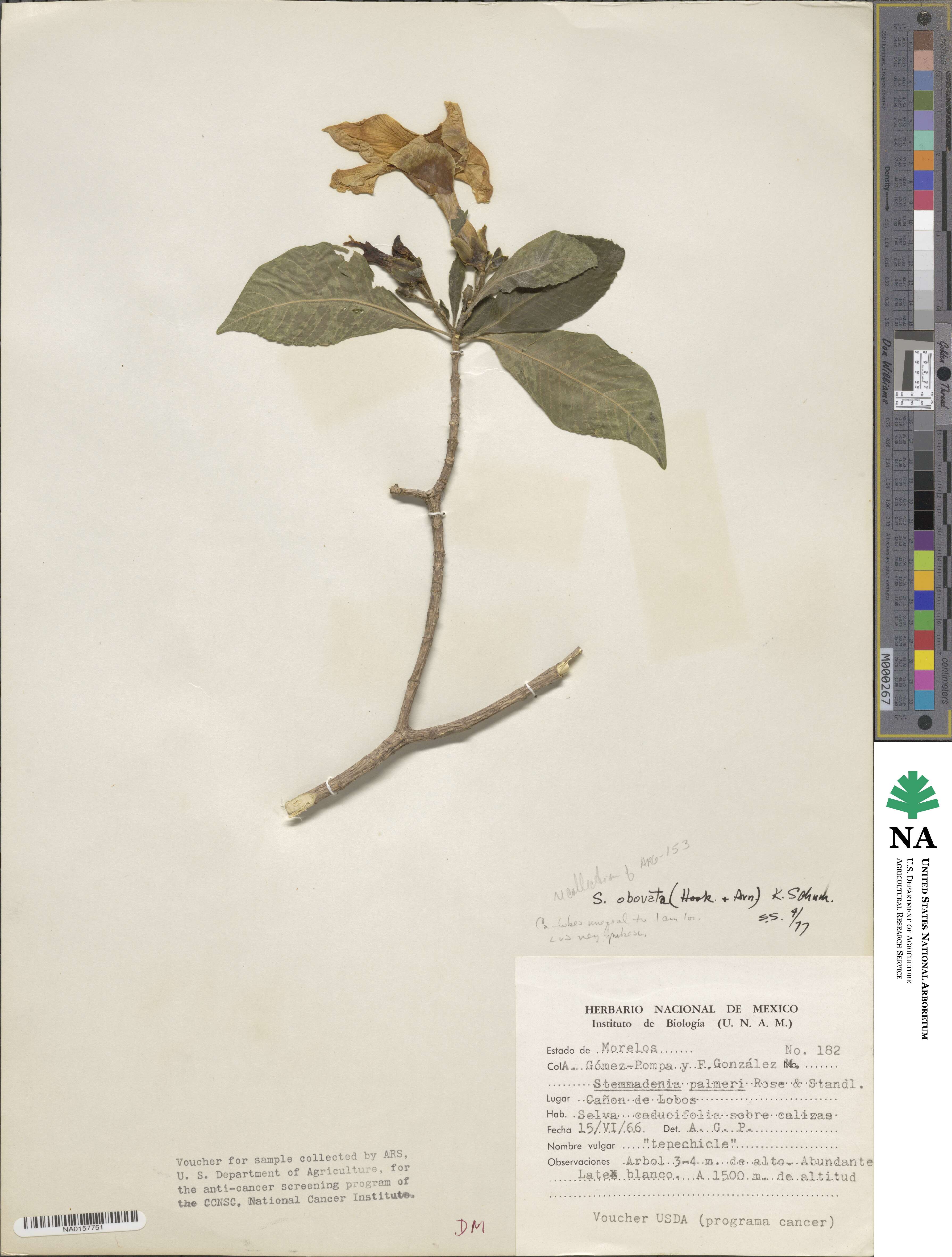 Tabernaemontana glabra image