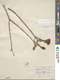 Tabernaemontana glabra image