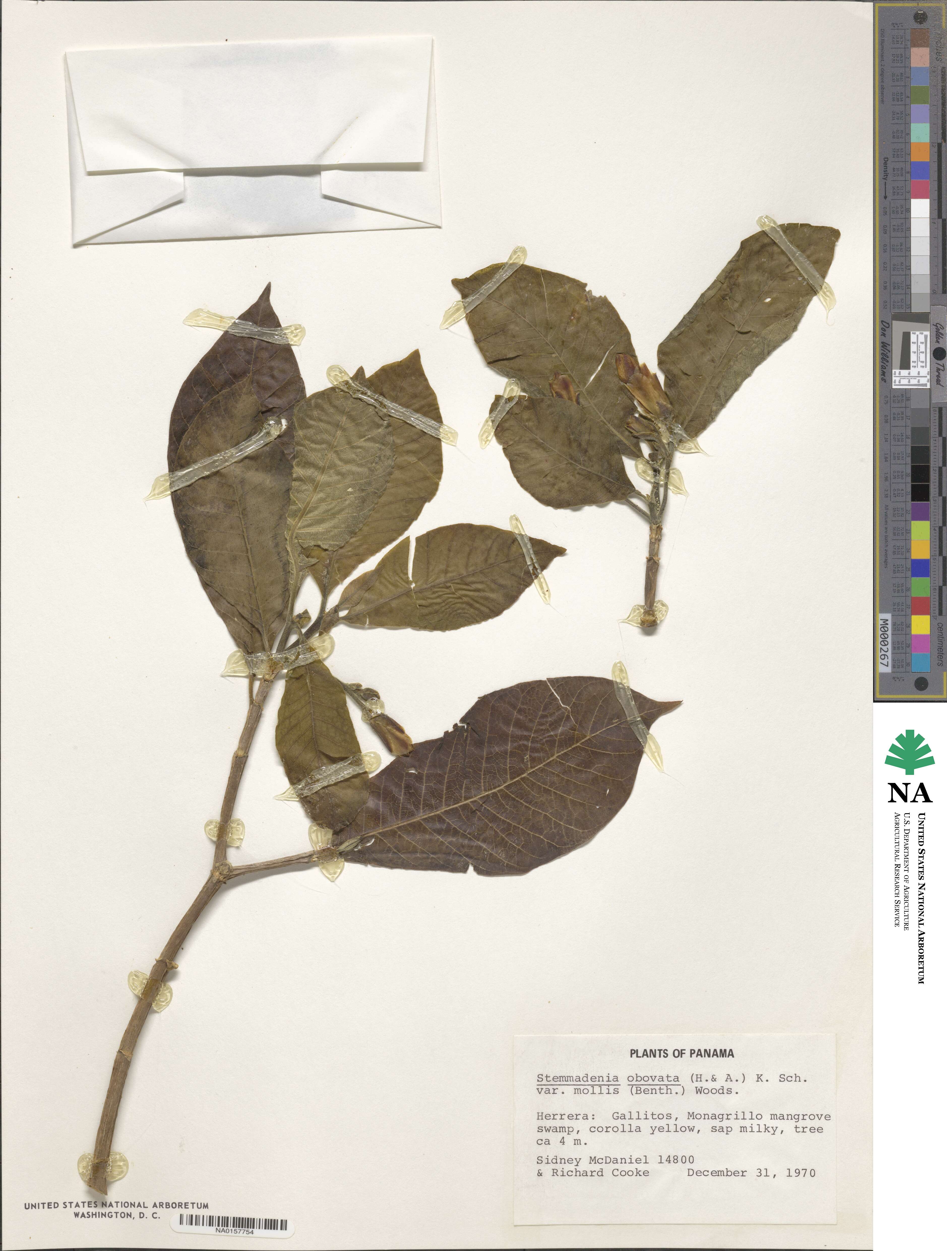 Tabernaemontana glabra image