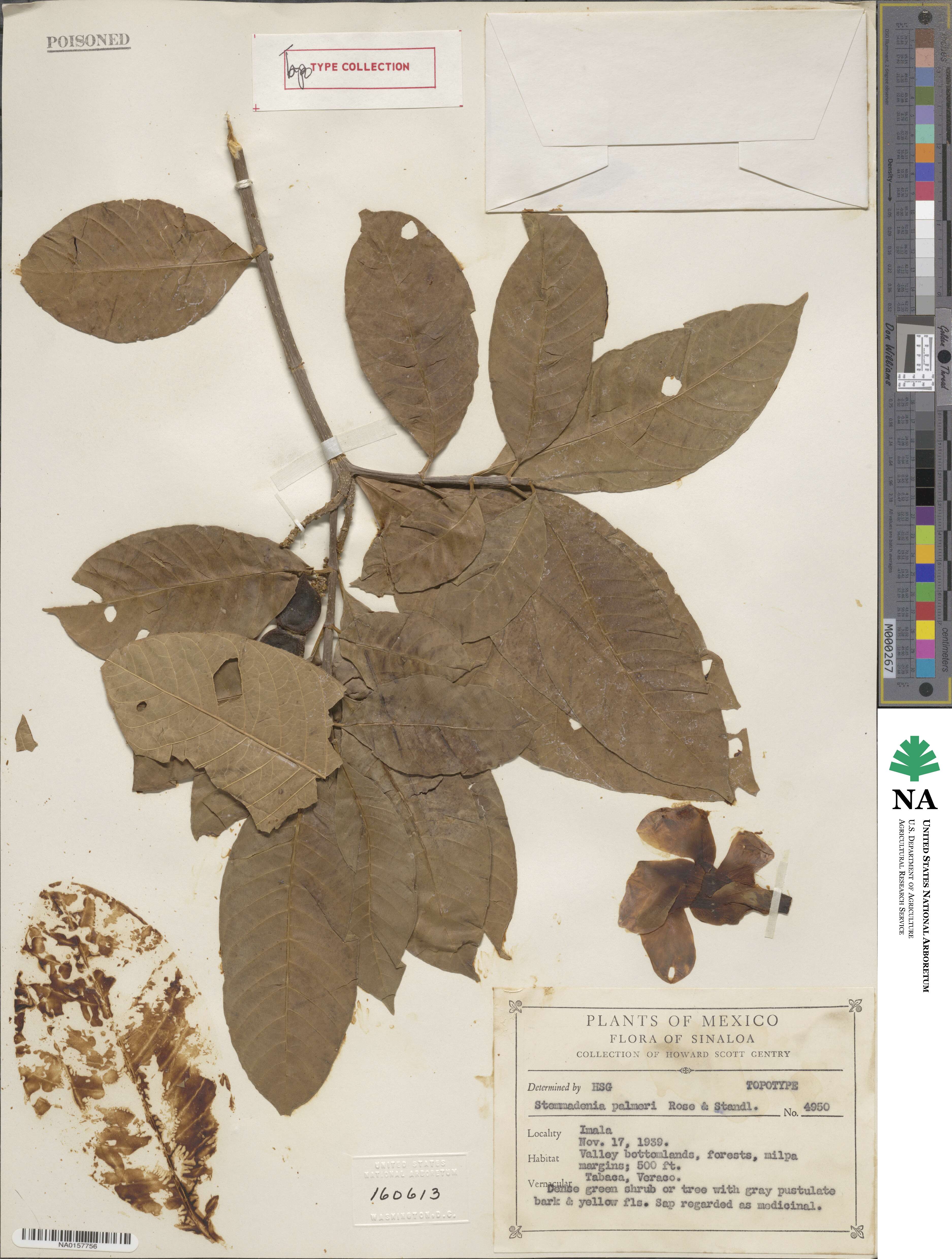 Tabernaemontana tomentosa image