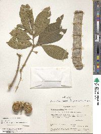 Tabernaemontana tomentosa image