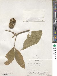 Tabernaemontana tomentosa image