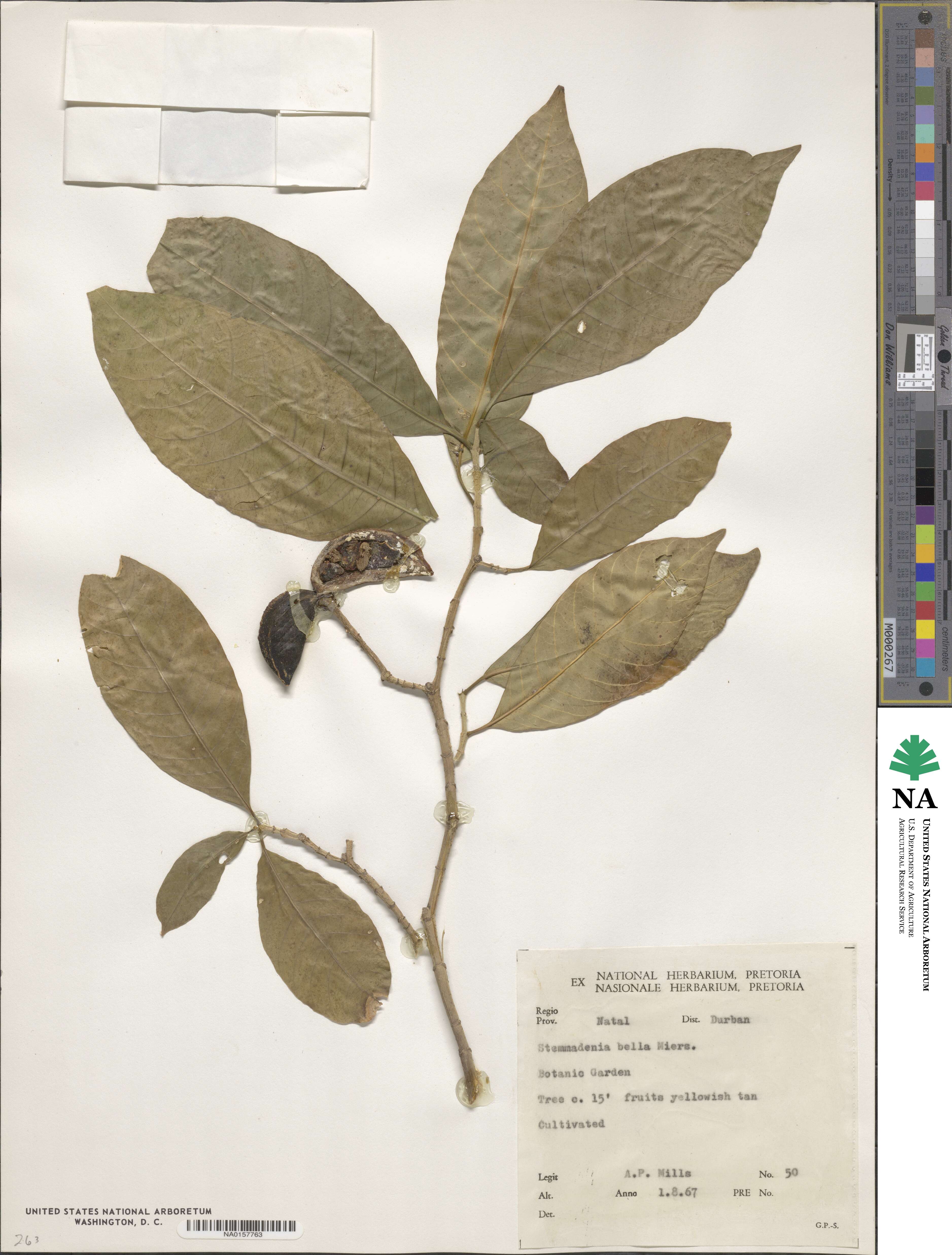 Tabernaemontana litoralis image