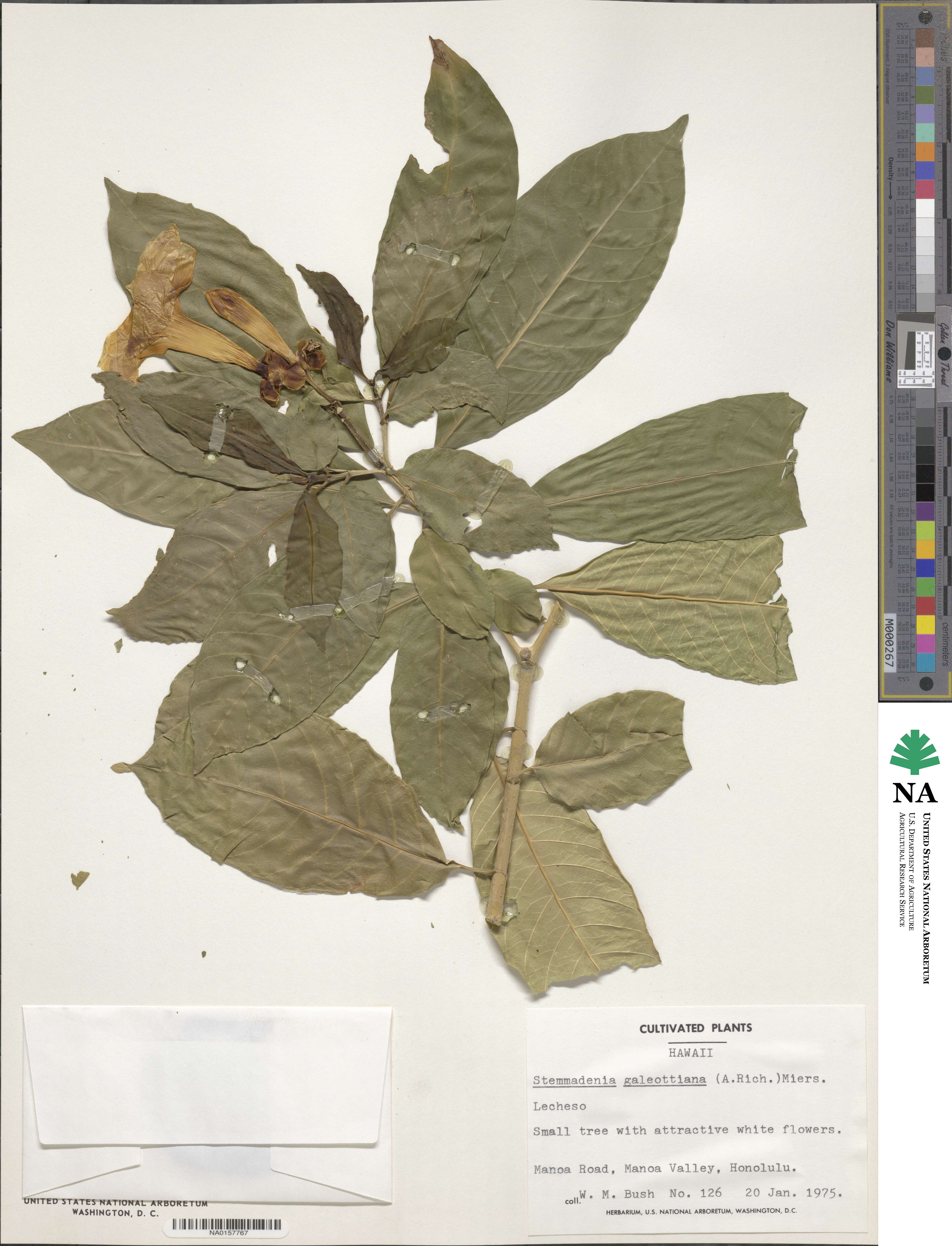 Tabernaemontana litoralis image