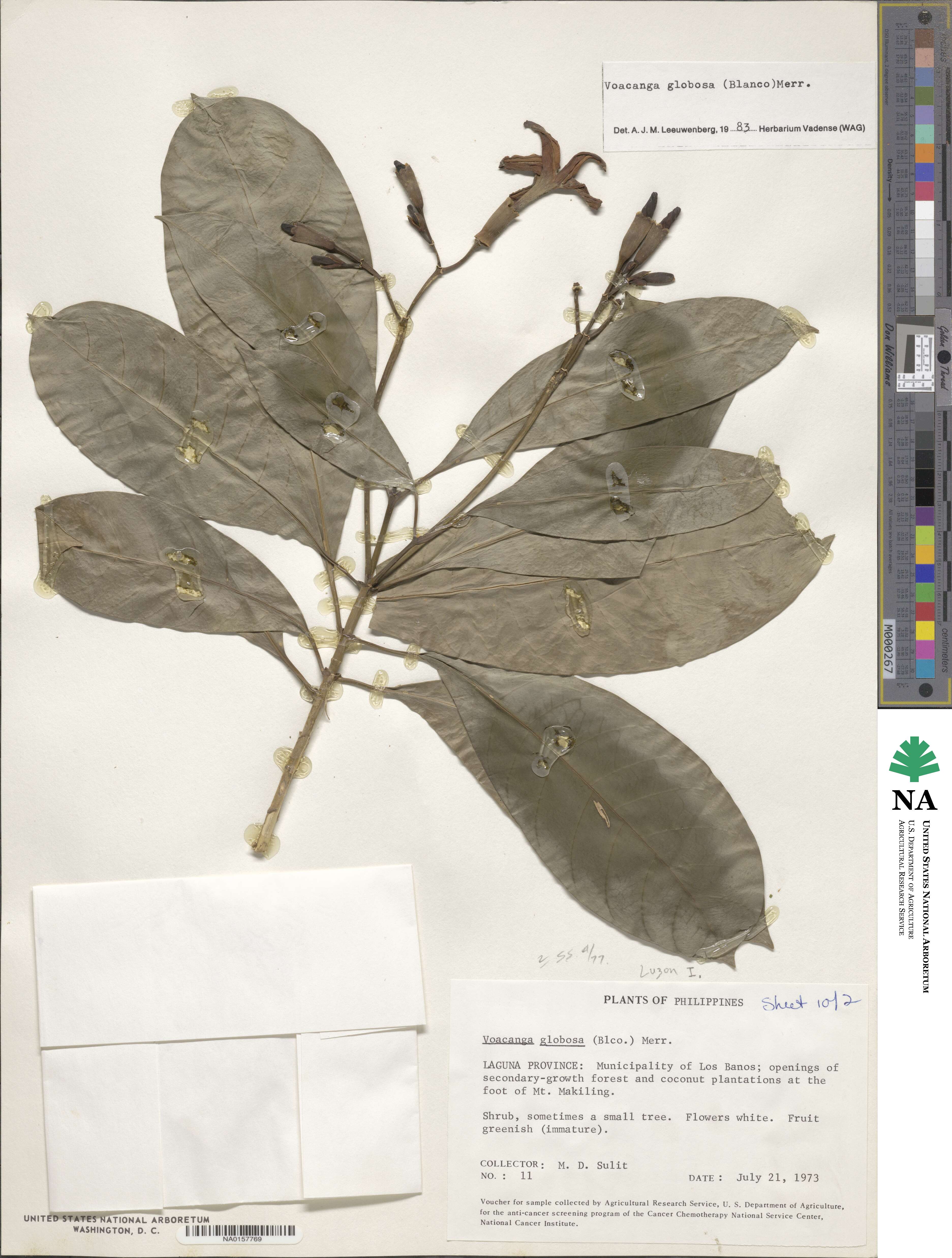 Voacanga globosa image