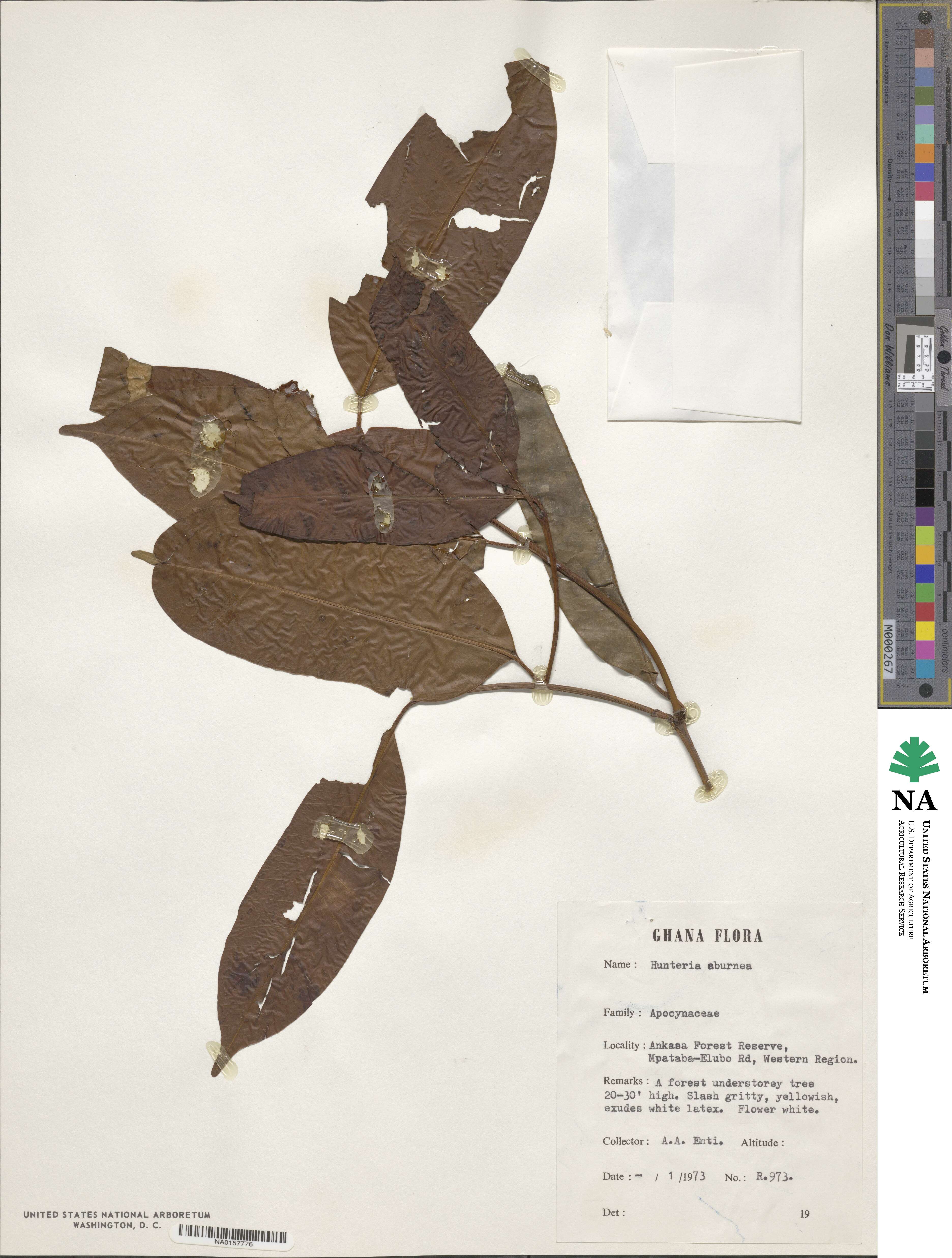 Hunteria umbellata image