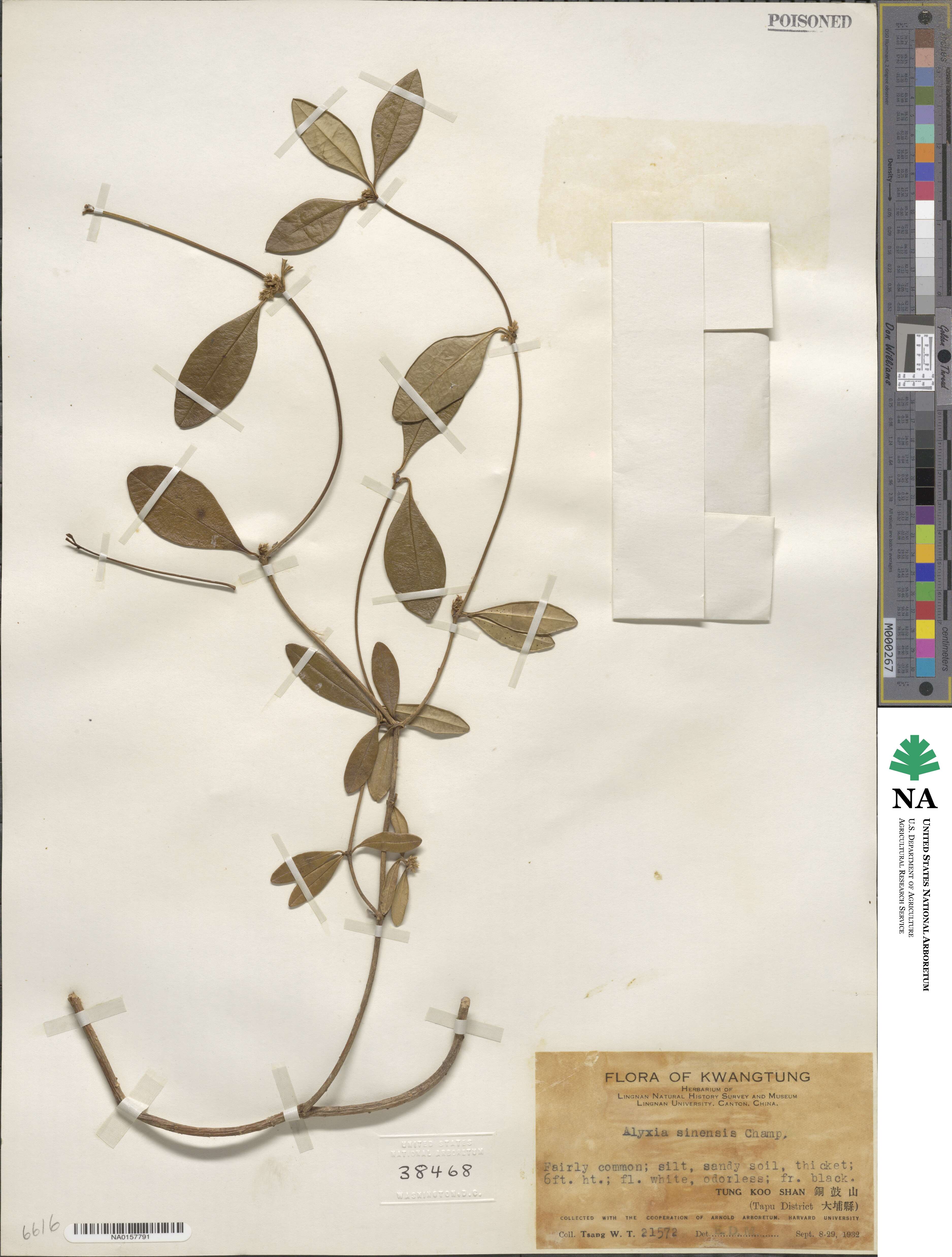 Alyxia sinensis image