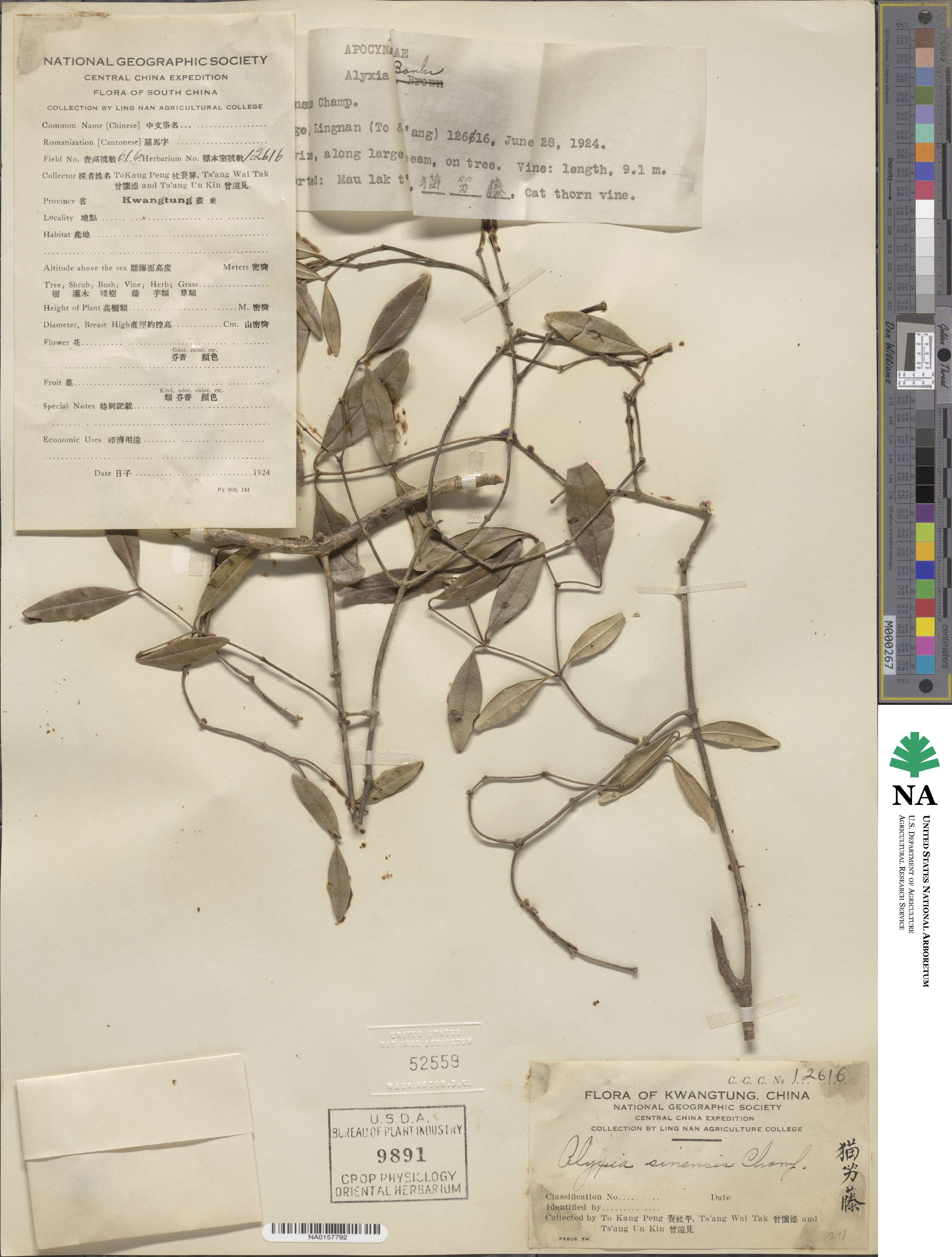 Alyxia sinensis image