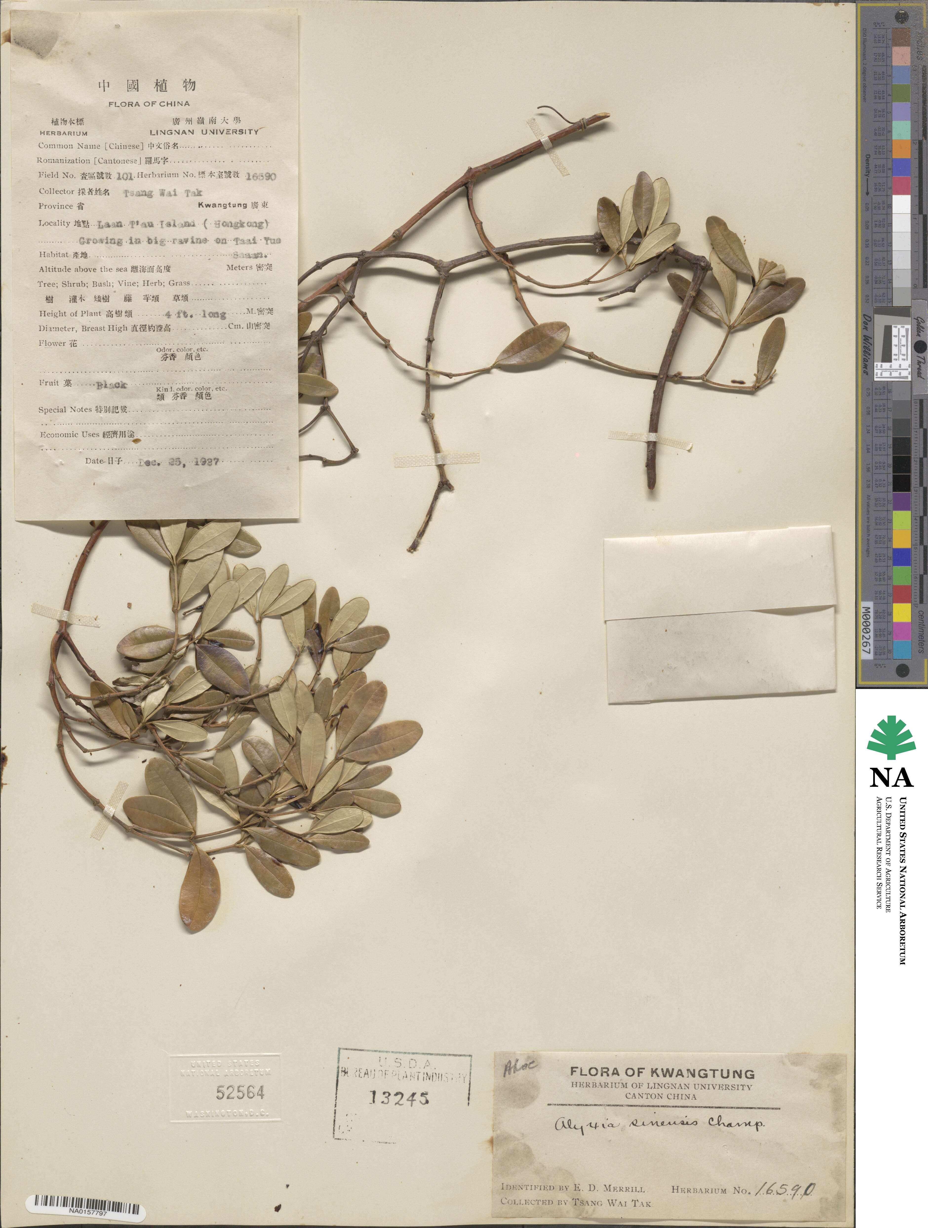 Alyxia sinensis image