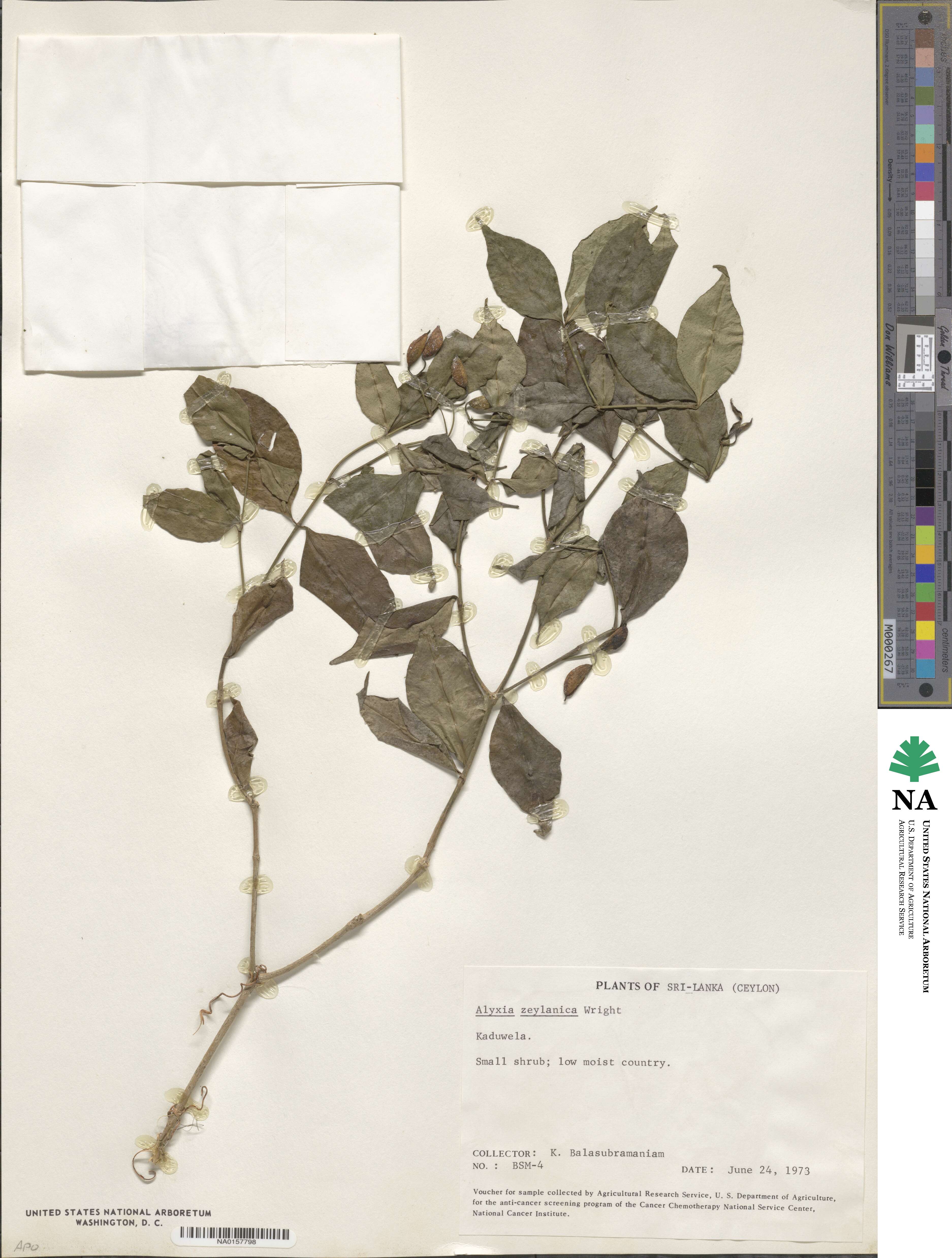 Petchia ceylanica image