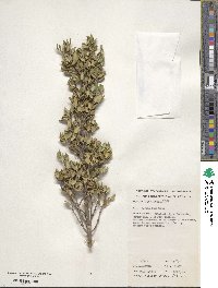 Alyxia buxifolia image