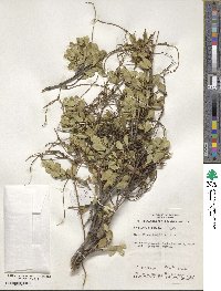 Alyxia buxifolia image