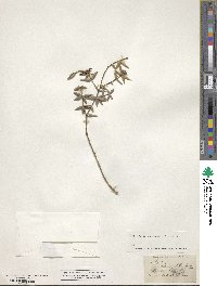 Image of Alyxia ruscifolia