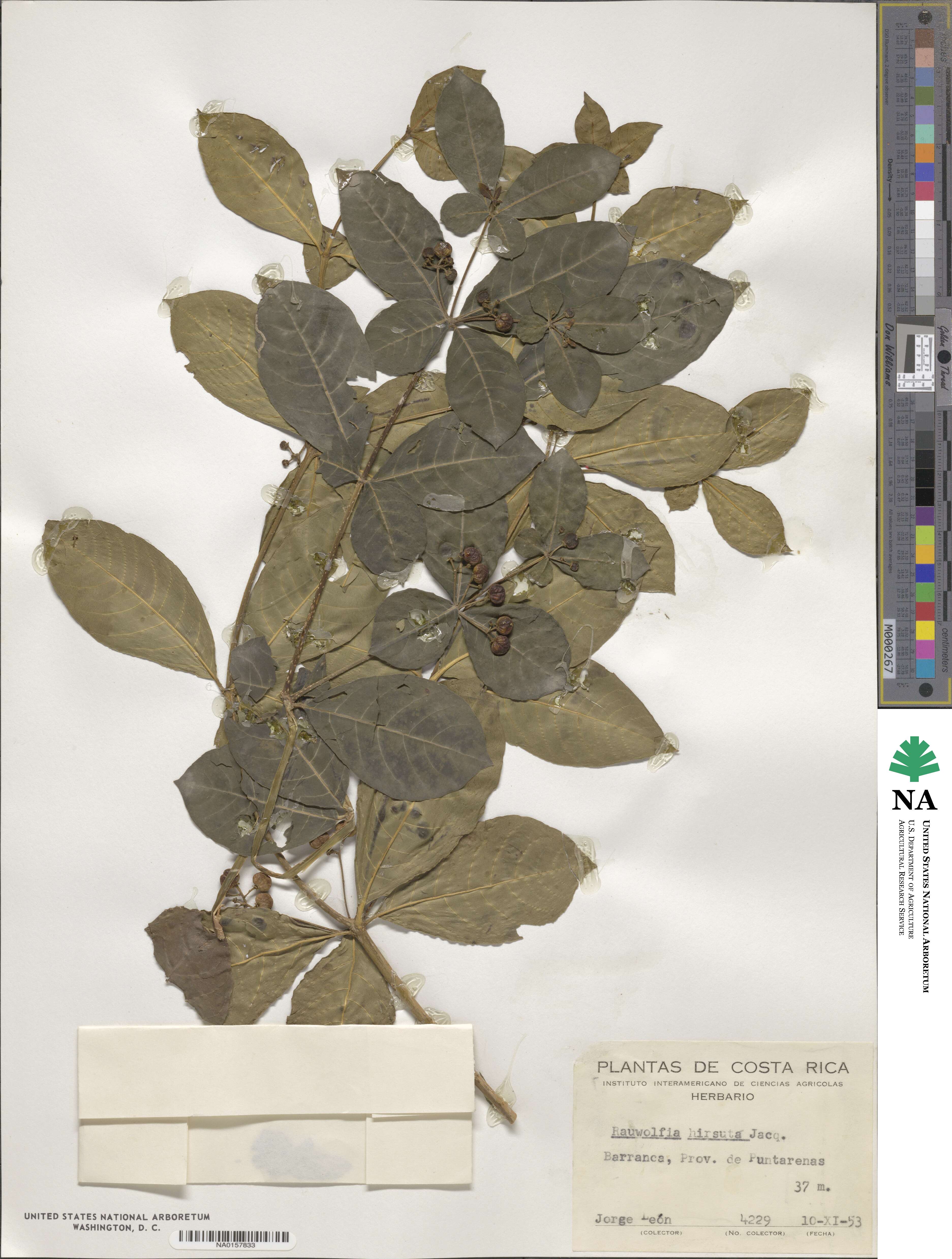 Rauvolfia tetraphylla image