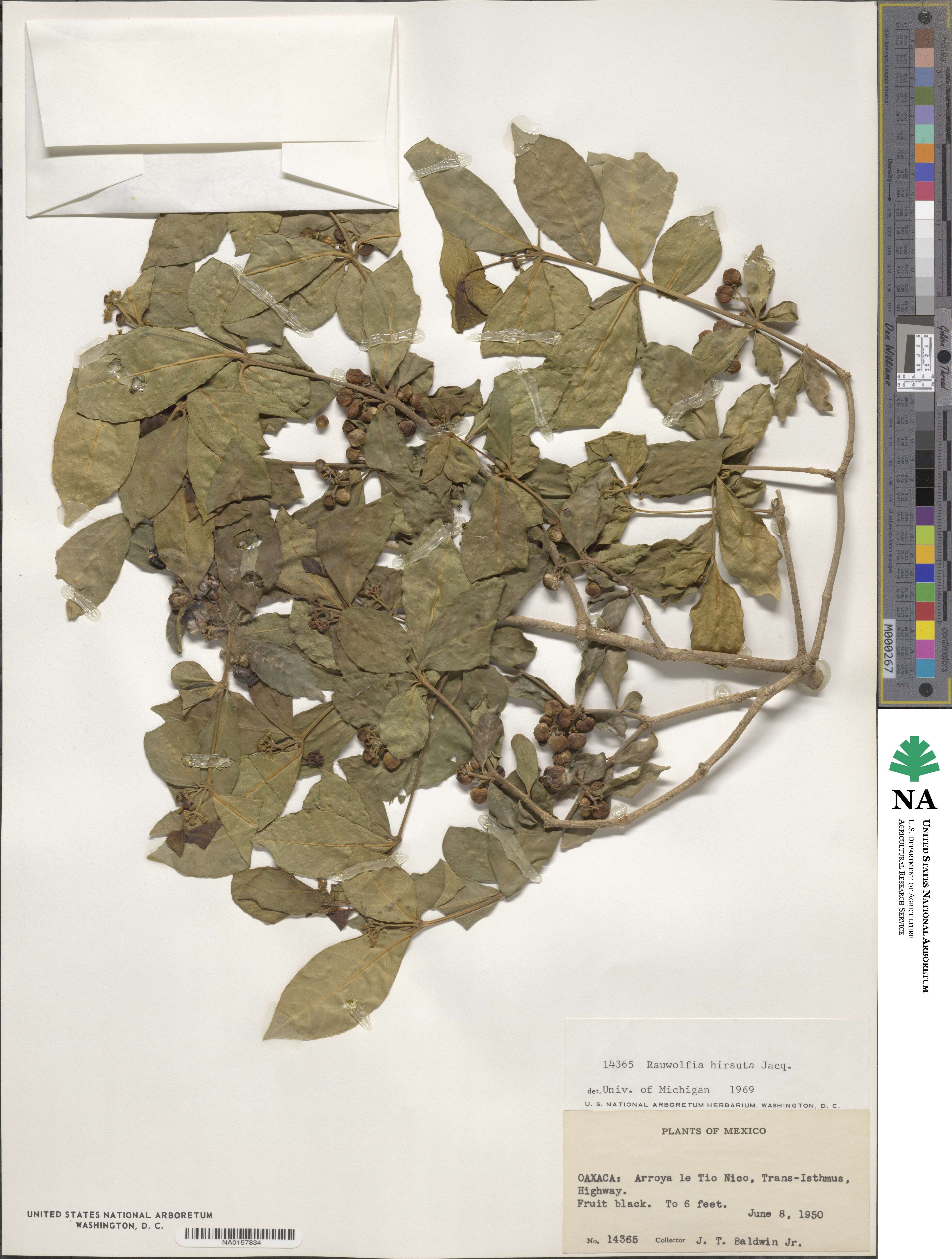 Rauvolfia tetraphylla image