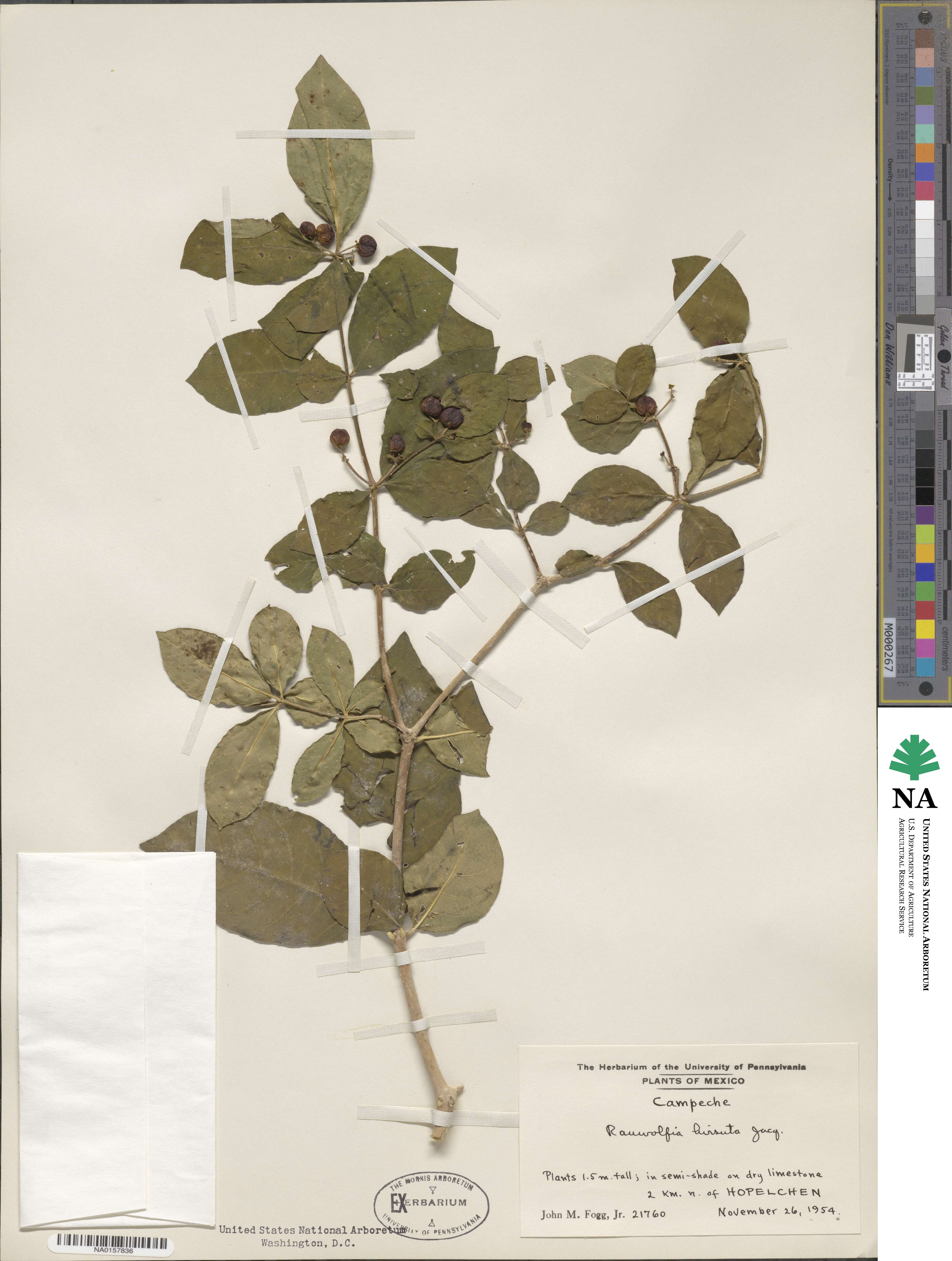 Rauvolfia tetraphylla image
