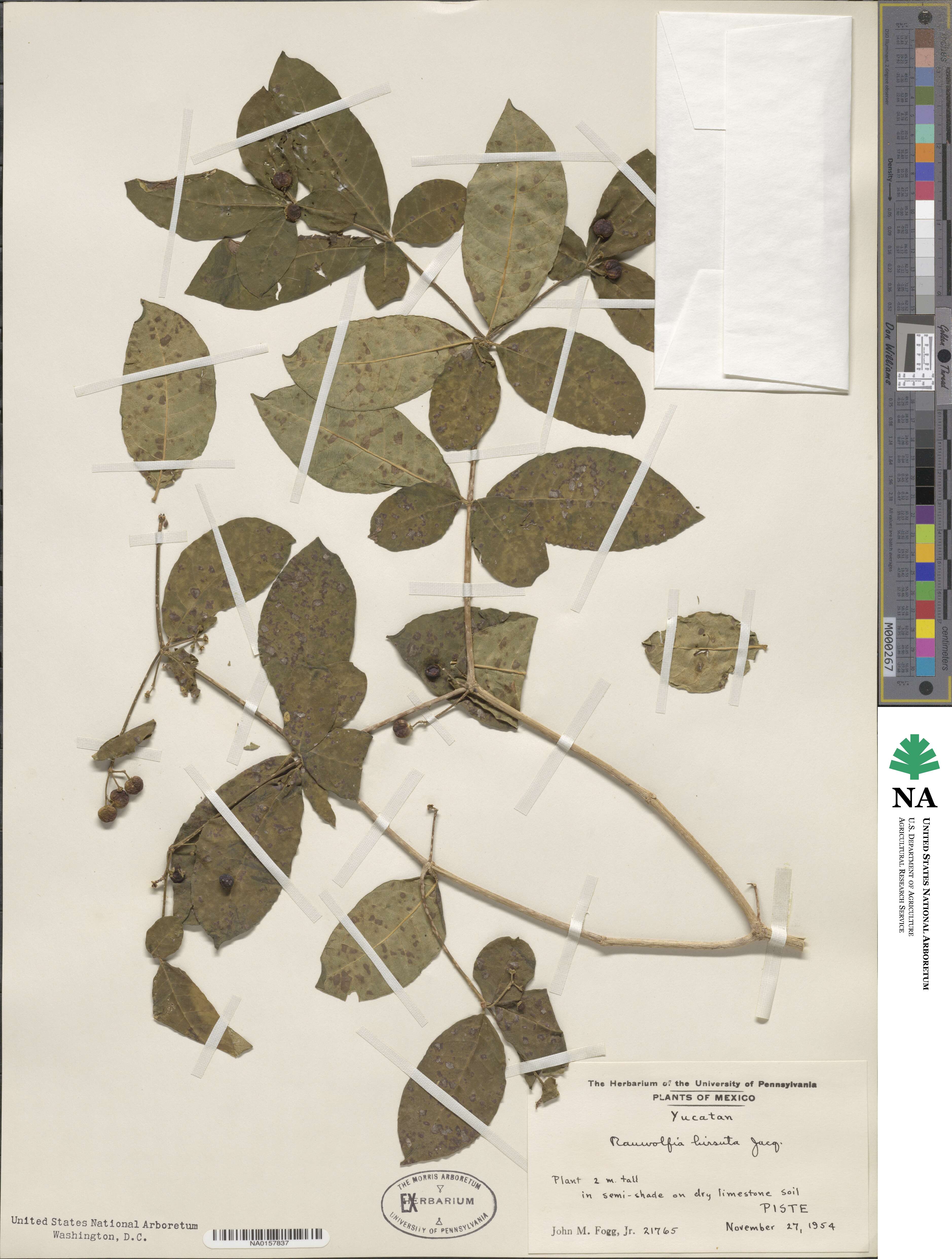 Rauvolfia tetraphylla image