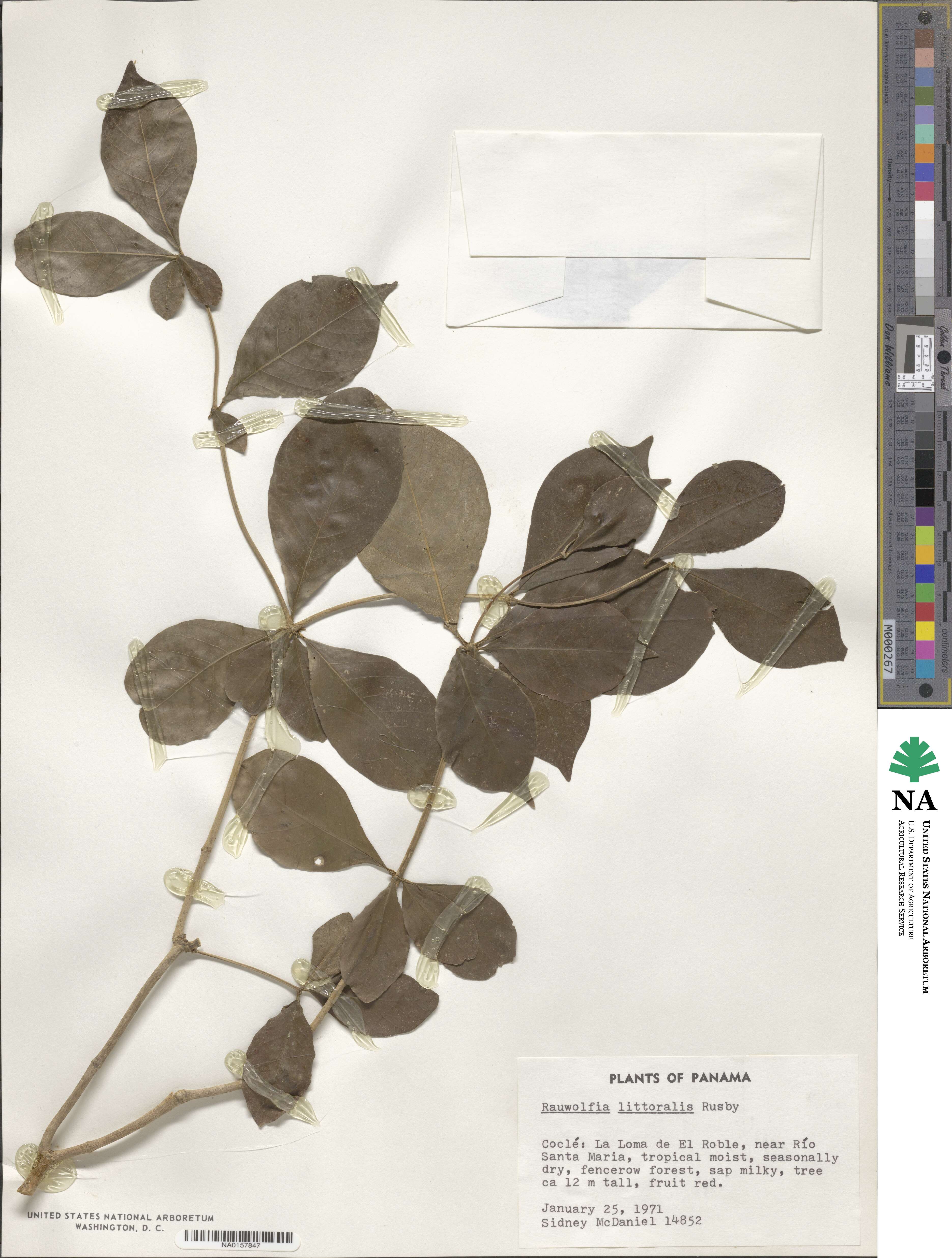 Rauvolfia littoralis image