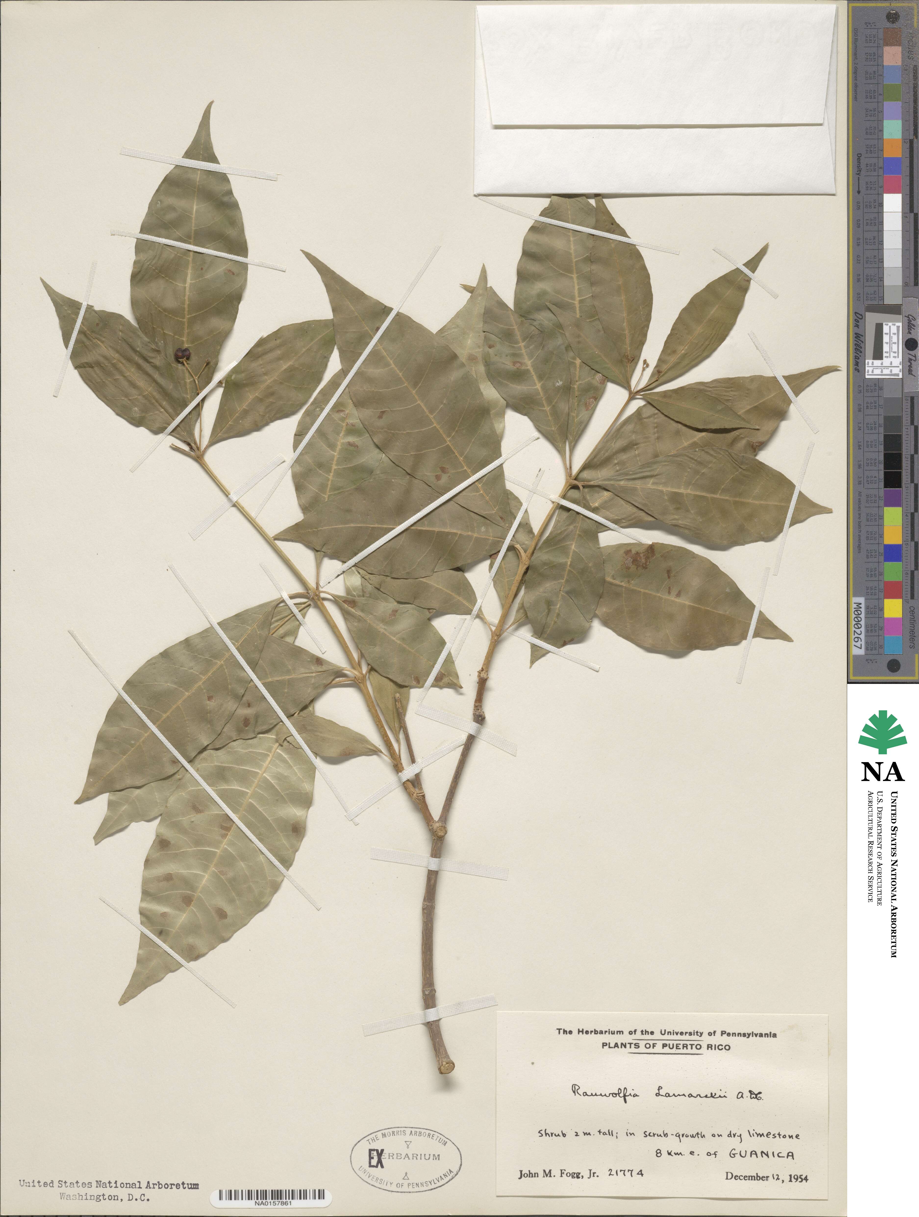 Rauvolfia viridis image