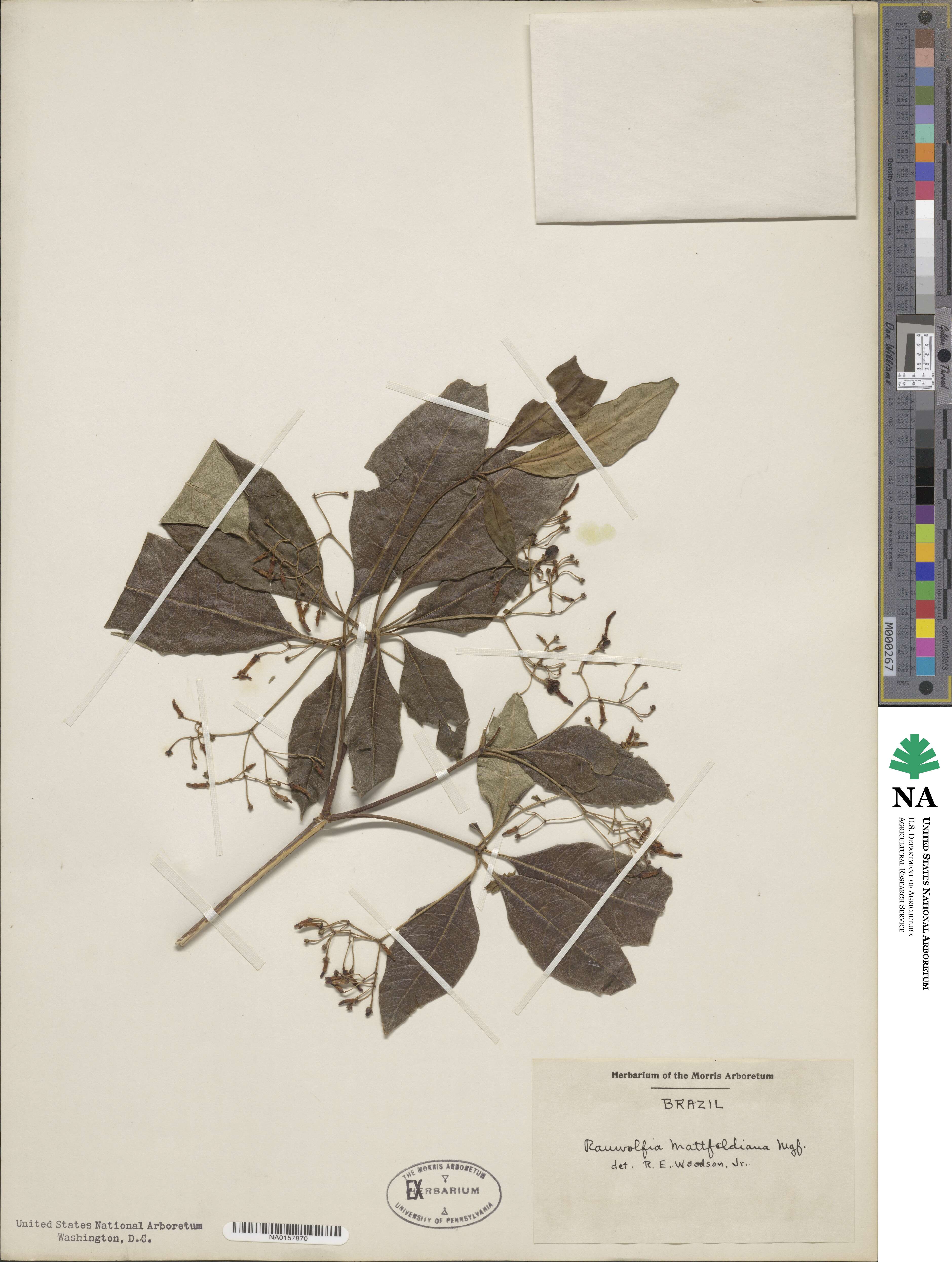 Rauvolfia mattfeldiana image