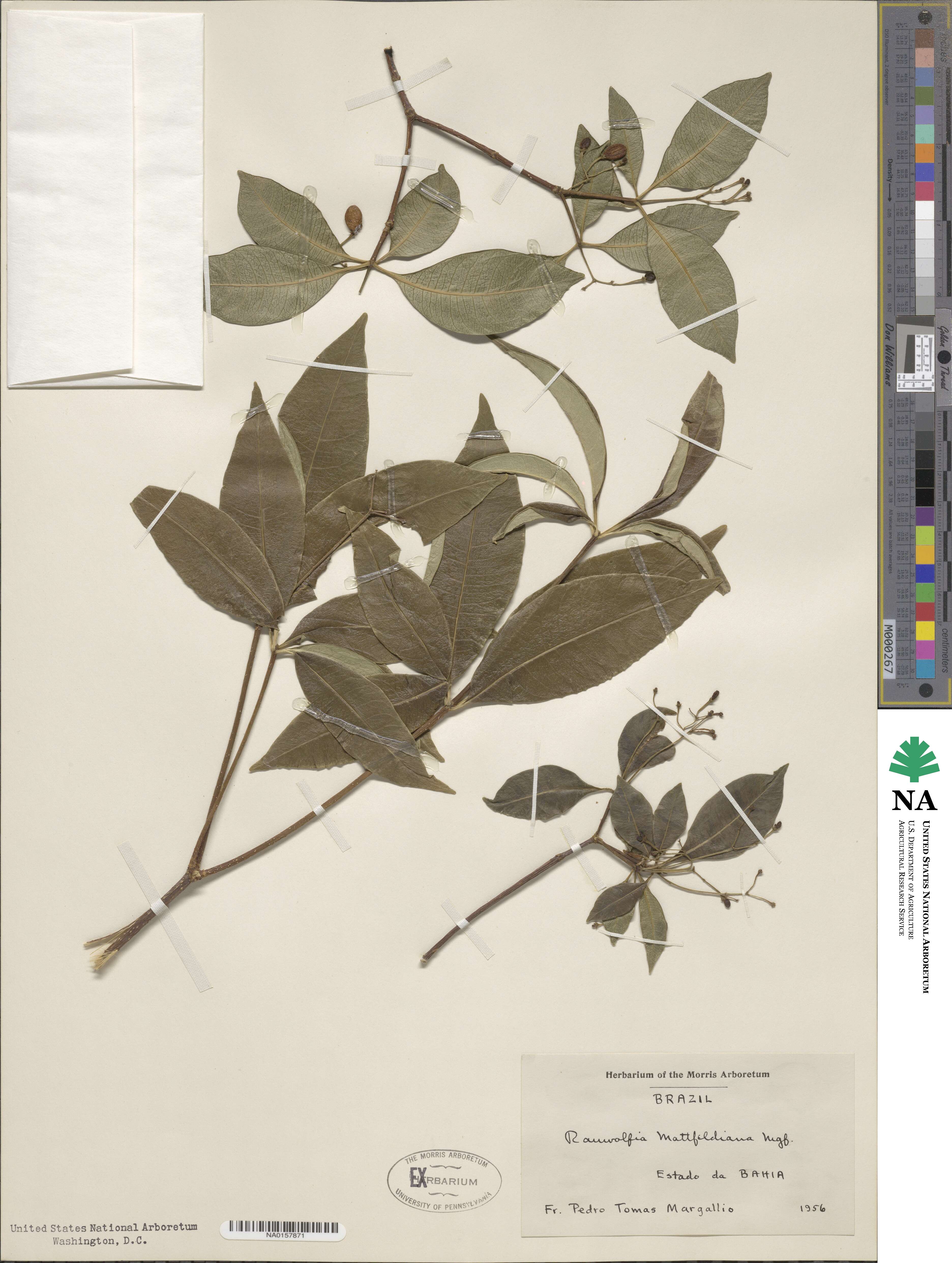 Rauvolfia mattfeldiana image