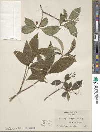 Rauvolfia mattfeldiana image