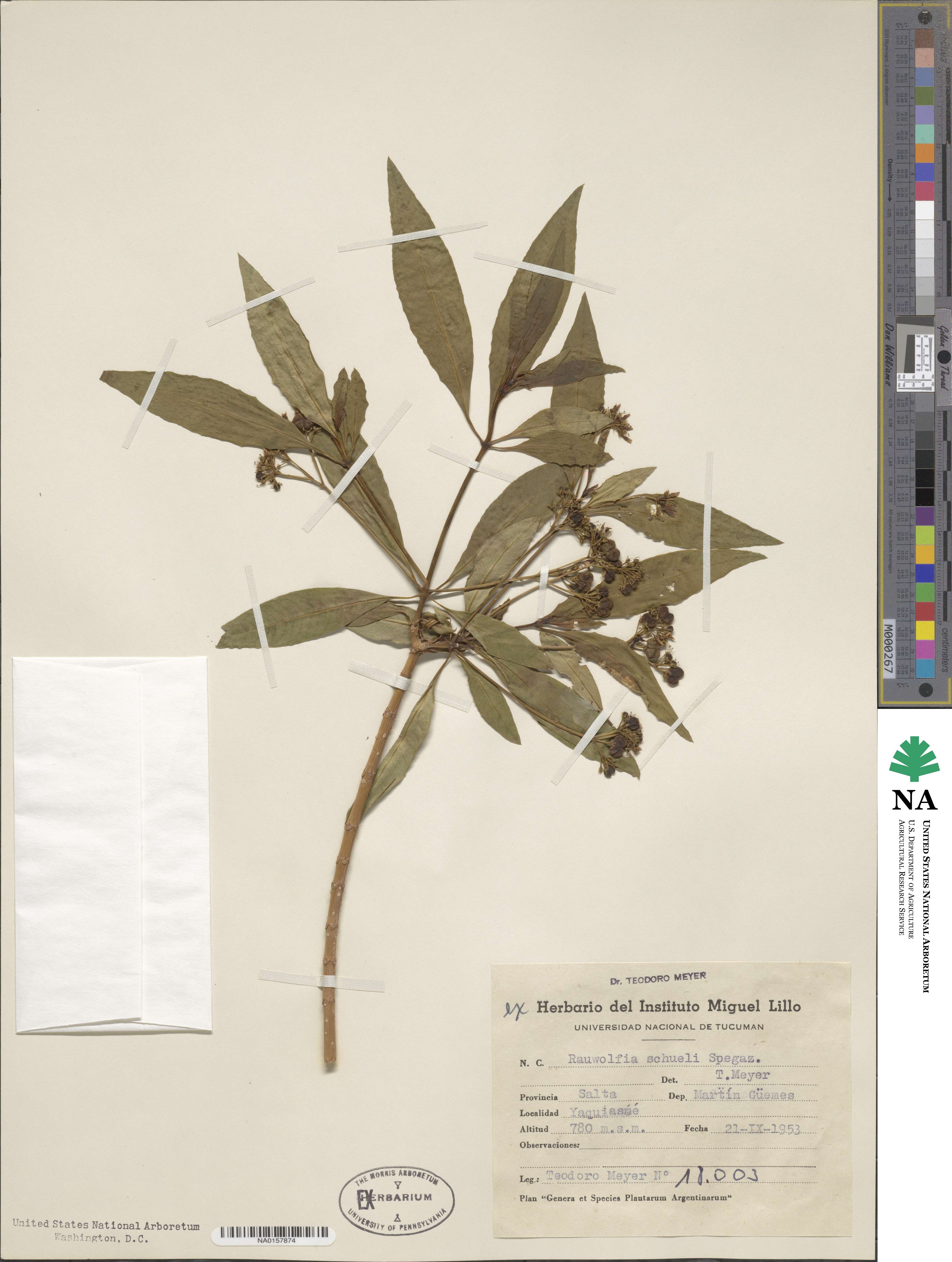 Rauvolfia image