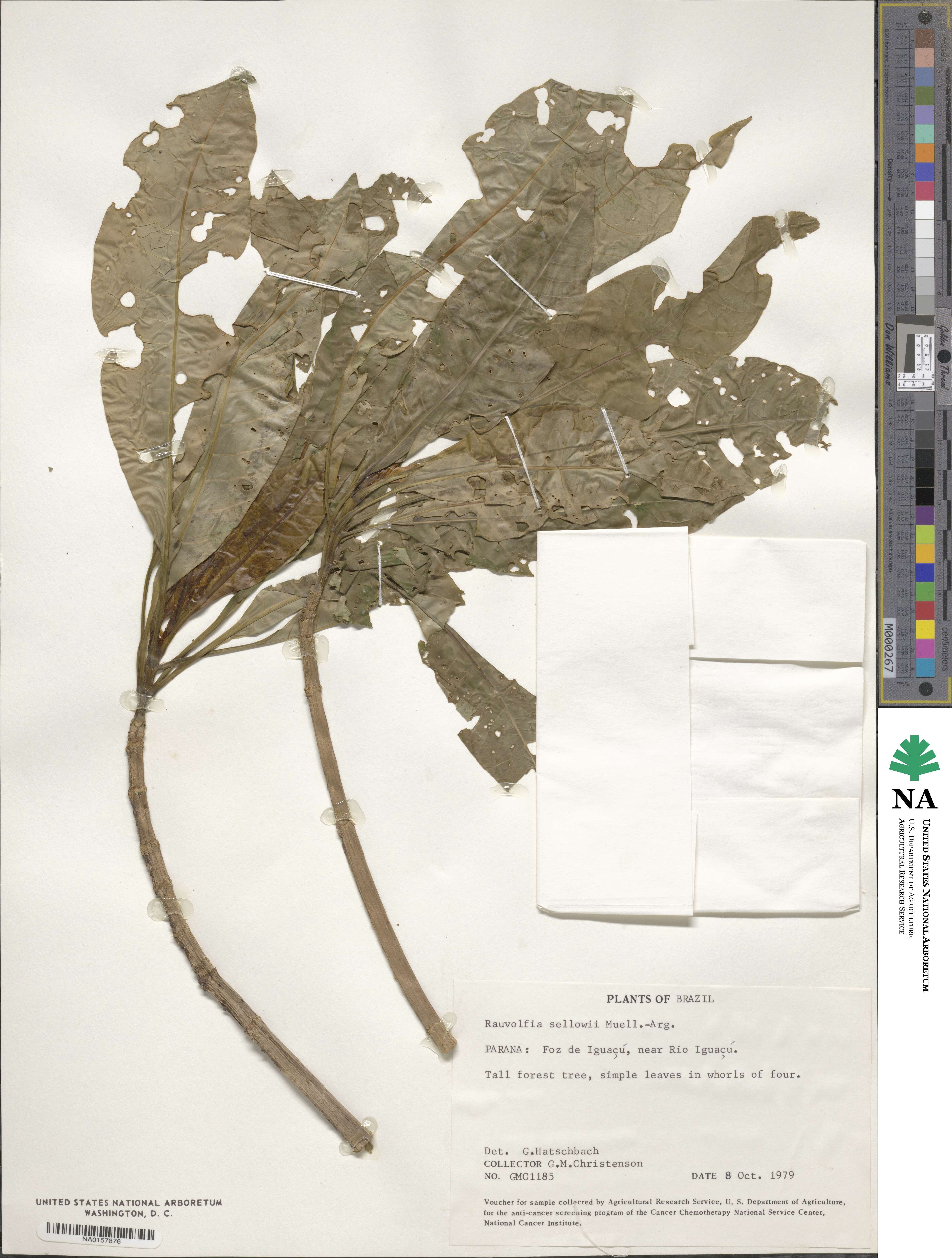 Rauvolfia sellowii image