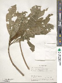 Image Associated With the Occurrence