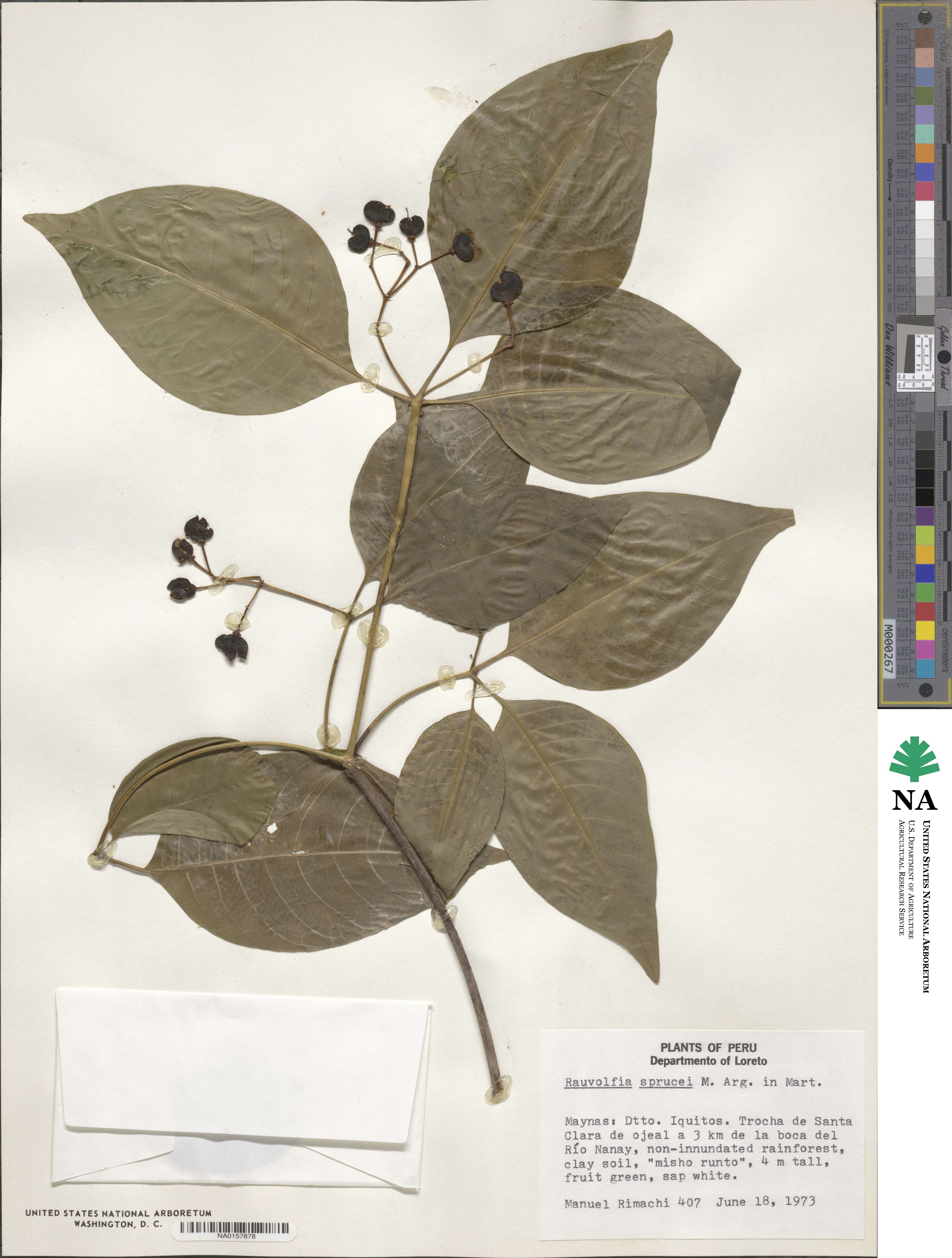 Rauvolfia sprucei image