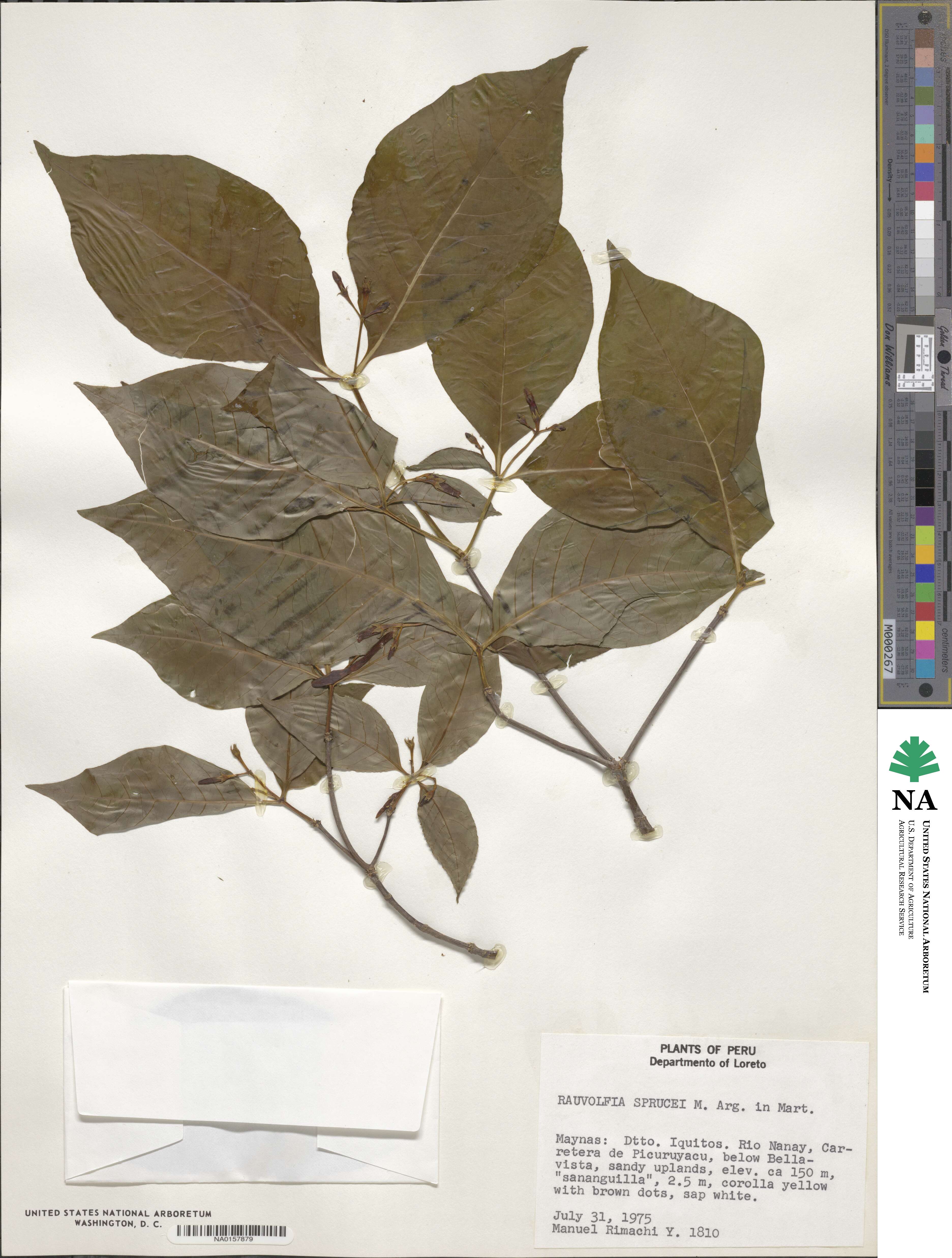 Rauvolfia sprucei image