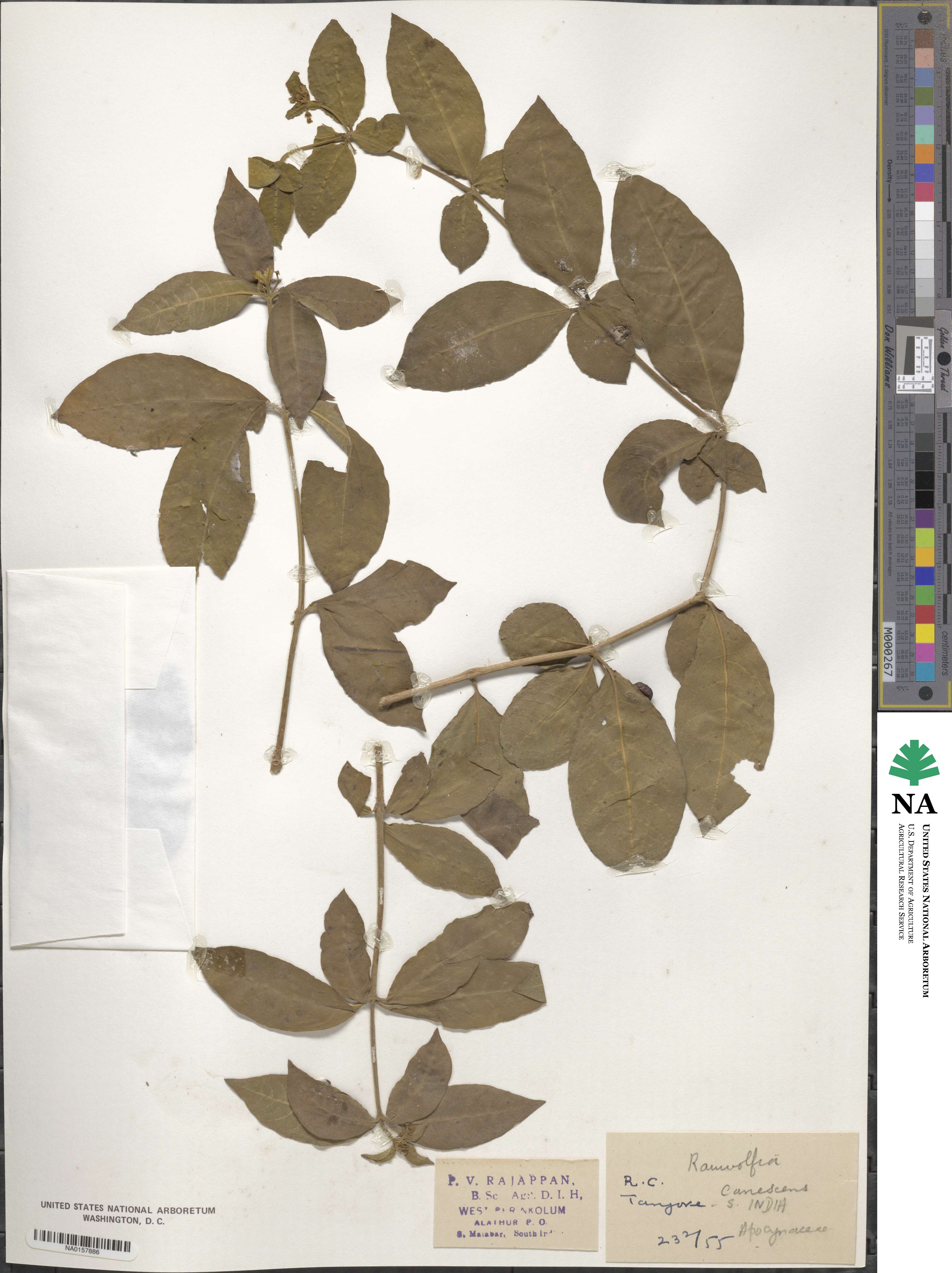 Rauvolfia tetraphylla image