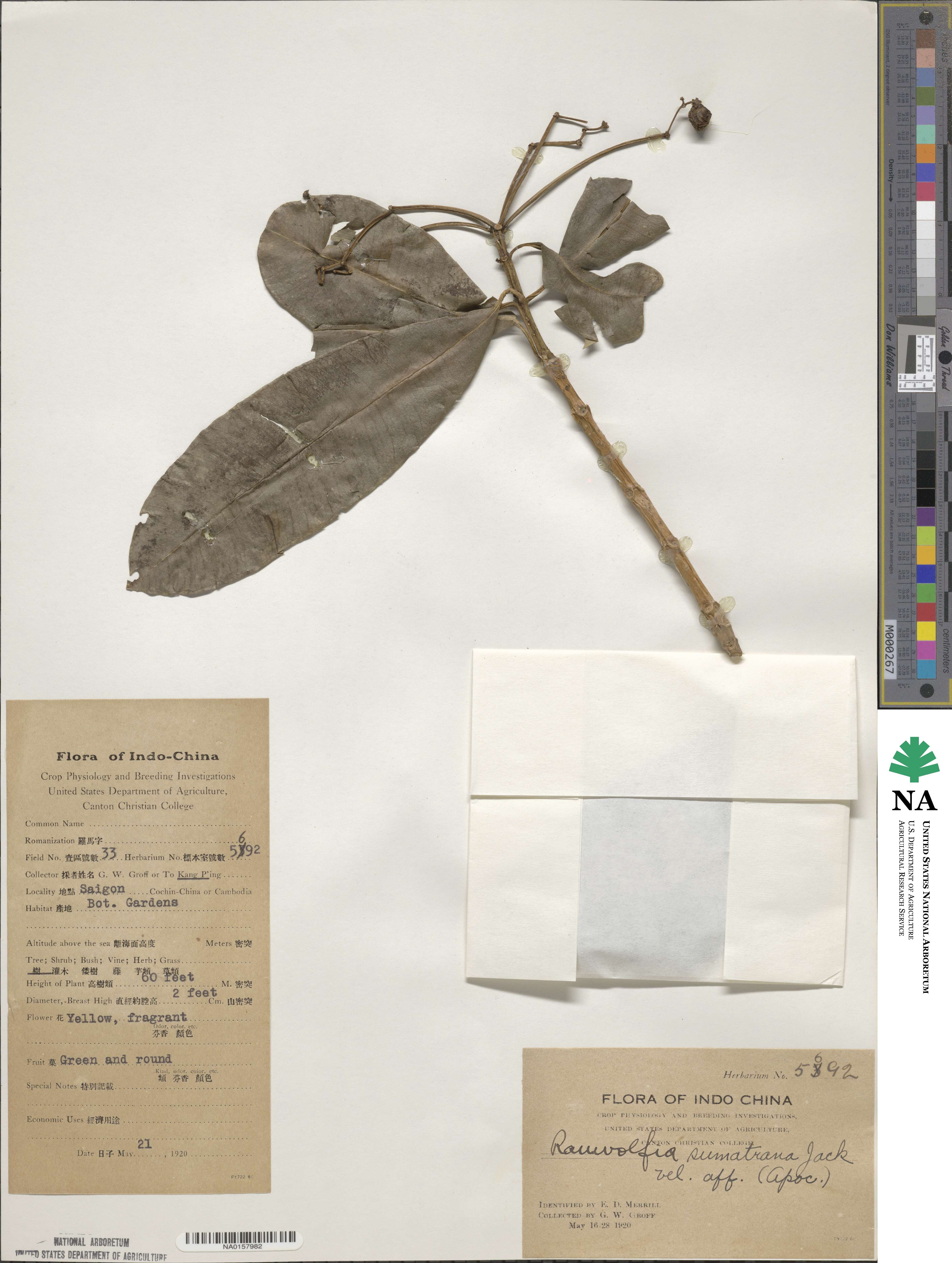 Rauvolfia sumatrana image