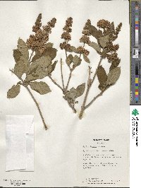 Syringa × henryi image