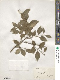 Syringa pubescens subsp. microphylla image